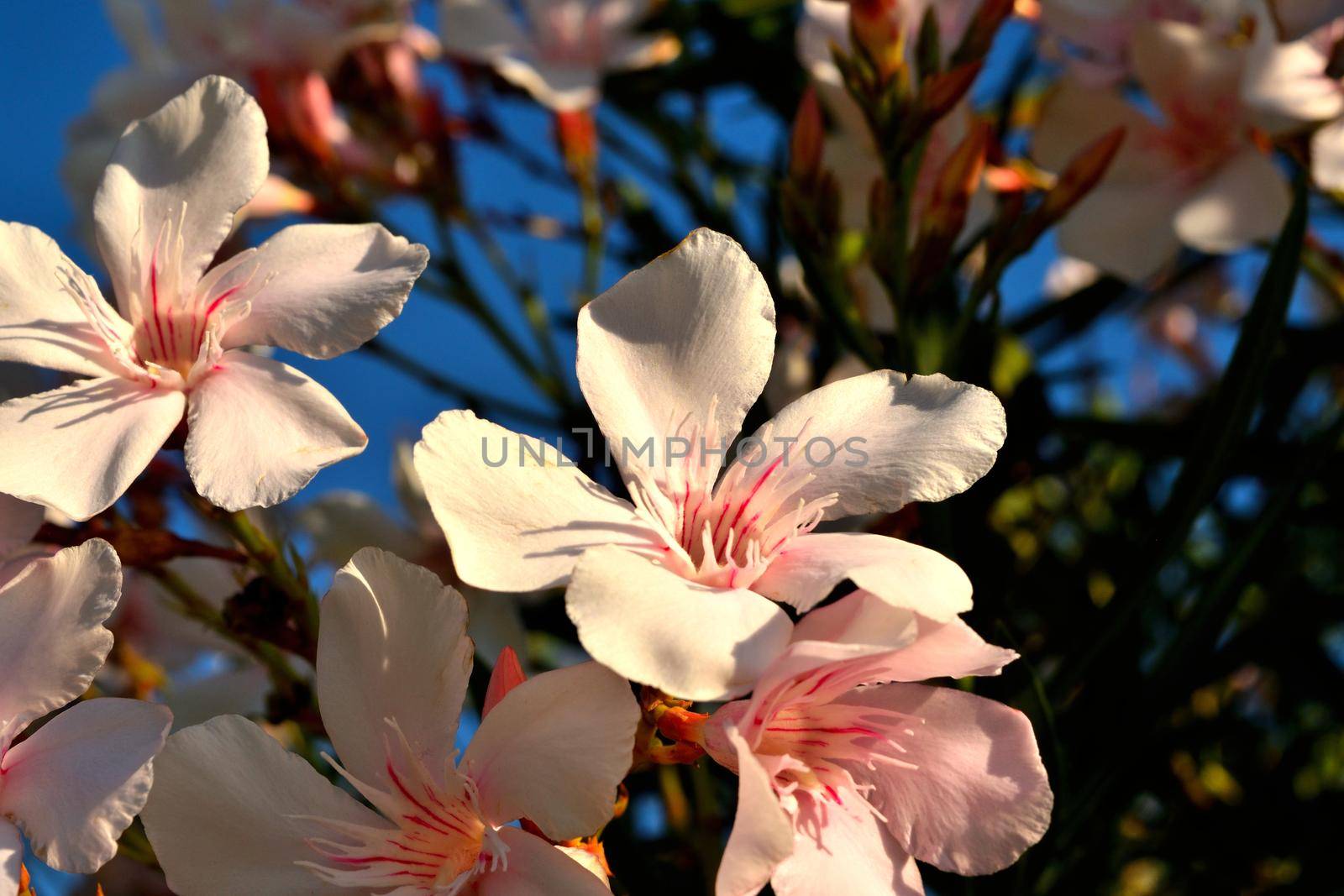 A closeup of a beautiful oleander white flowers