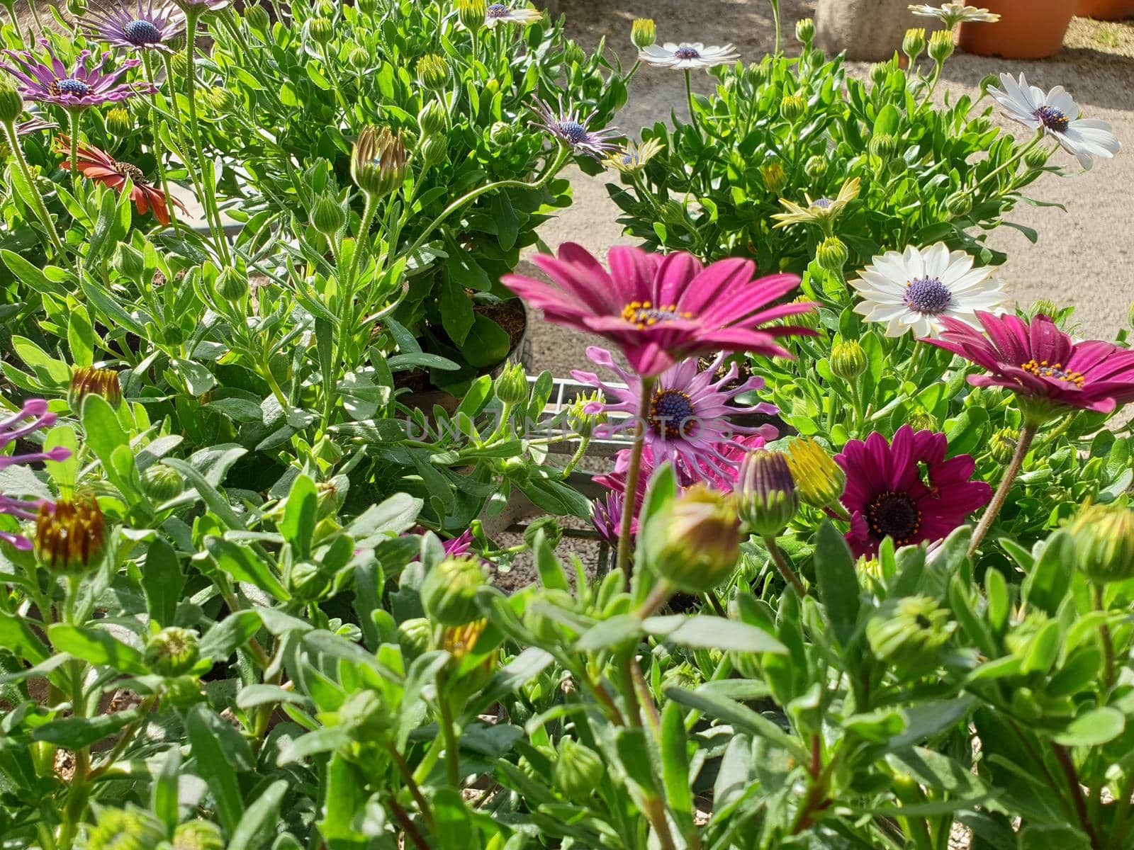 A closeup of the beautiful daisy flowers for the spring