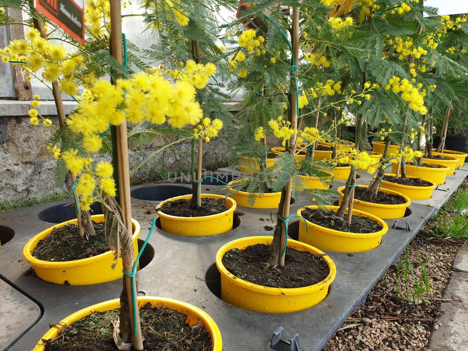 A closeup of the beautiful mimosa flower for the international's women day