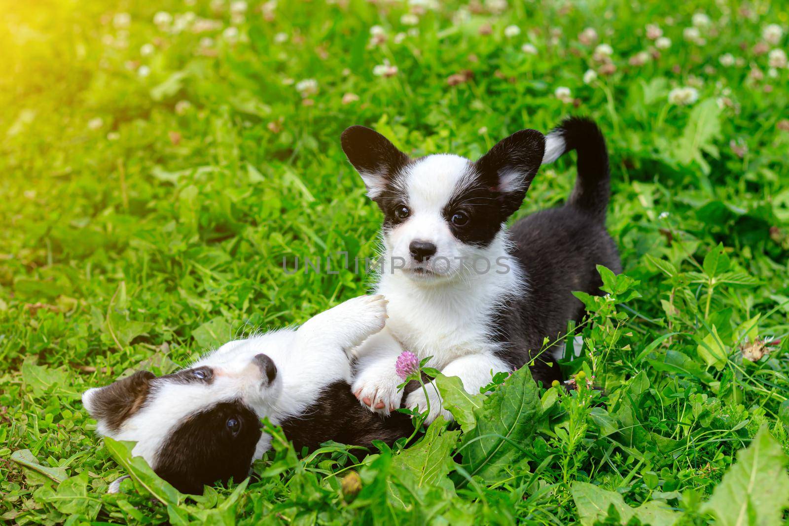 Corgi puppies play on the grass . Puppies on the grass. The game animals. Pets. Dog walking. Black and white color
