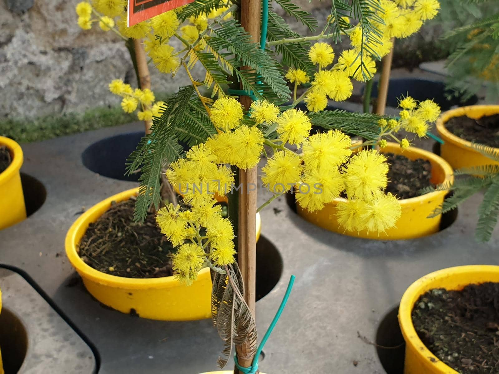 A closeup of the beautiful mimosa flower for the international's women day