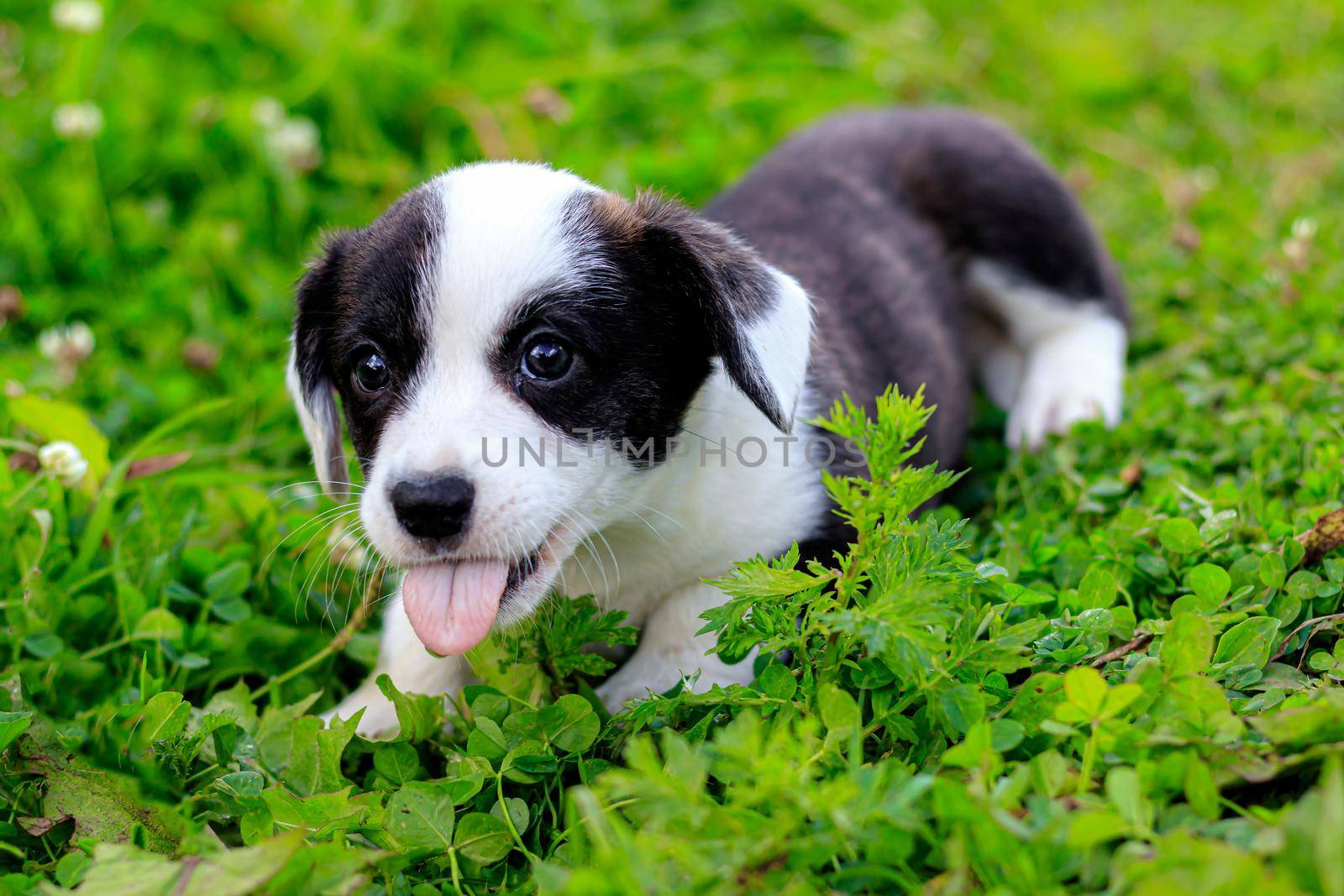 Puppy Welsh Corgi cardigan is lying on the grass. A pet. A beautiful thoroughbred dog. The concept of the artwork for printed materials. Article about dogs. A small puppy on a walk . Corgi dog. Black and white color of the dog