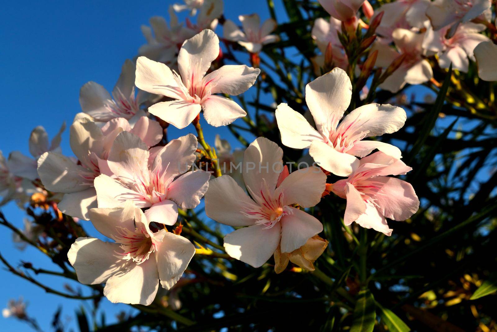 A closeup of a beautiful oleander white flowers