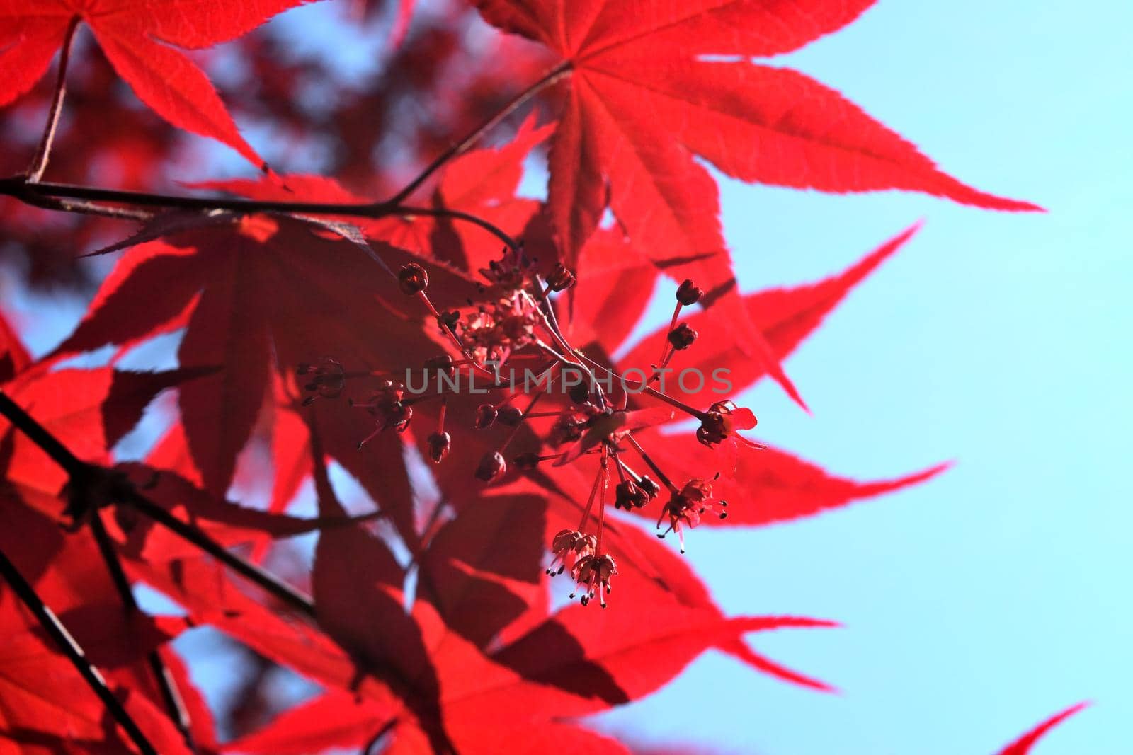 Closeup of the red leaves of a freshly sprouted Japanese acer palmatum, illuminated by the spring sun