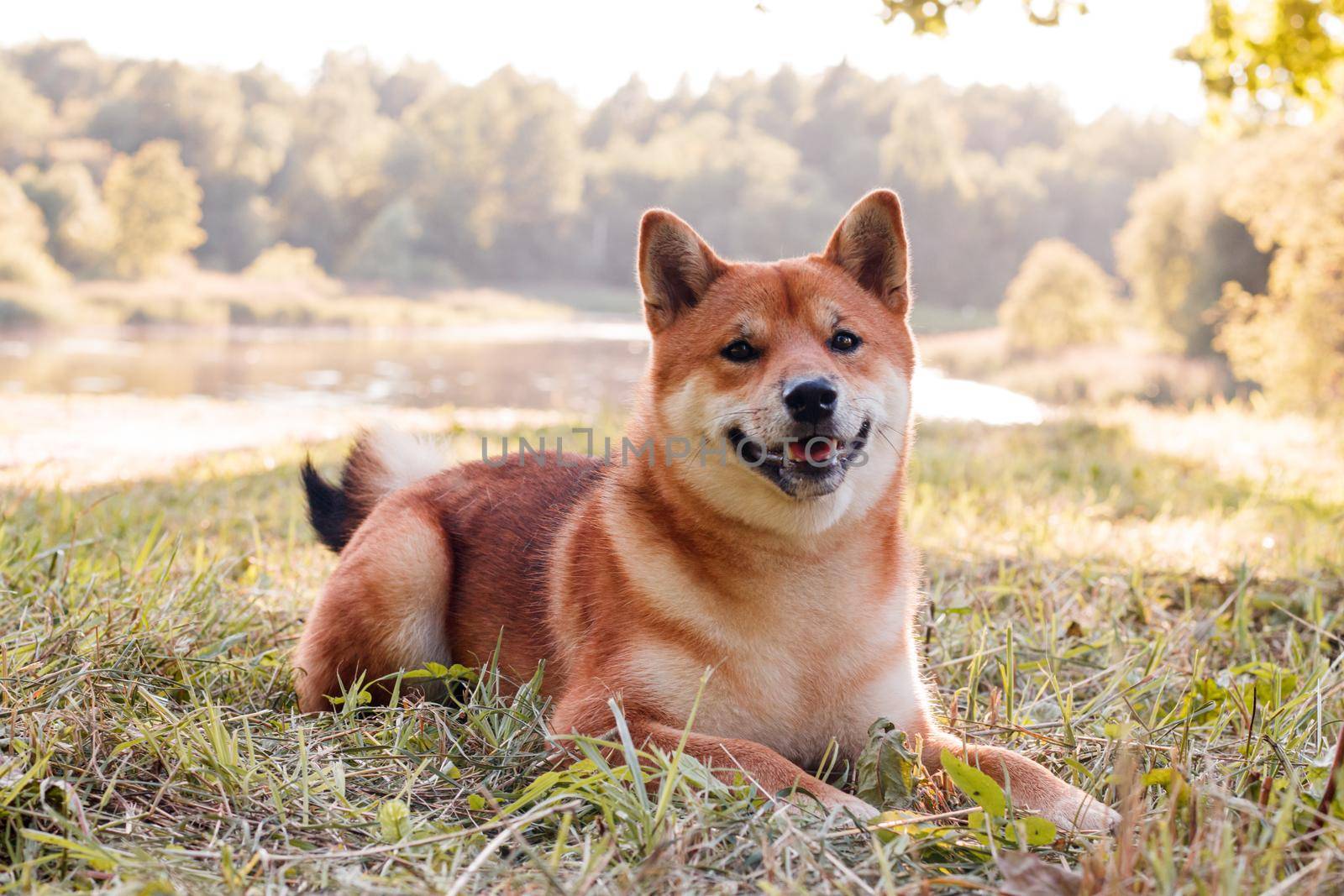 Akita inu dog on a walk in the Park . Beautiful dog. Summer walk with the dog. Dog on the grass. photo concept for printed products. A pet