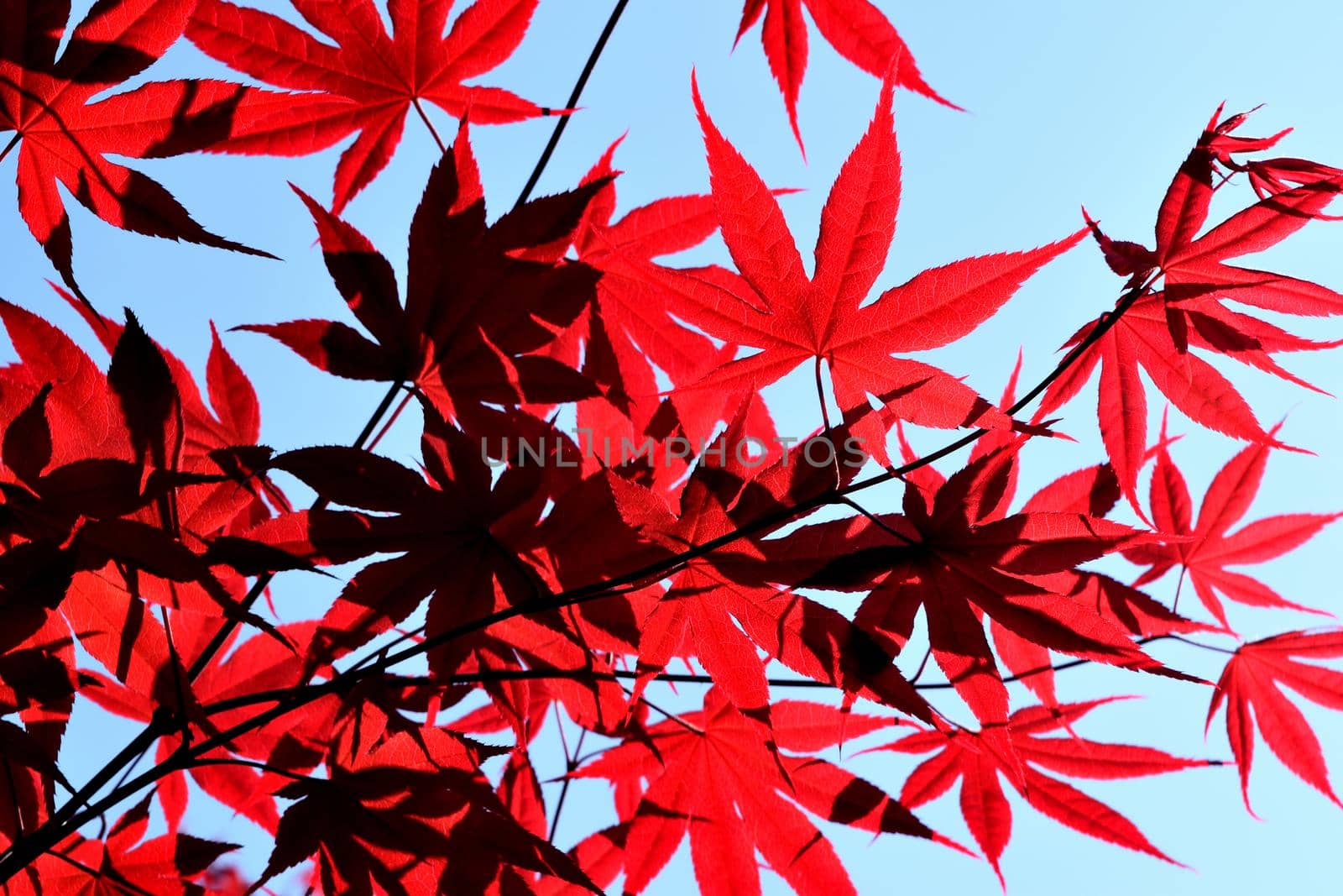 Closeup of the red leaves of a freshly sprouted Japanese acer palmatum, illuminated by the spring sun