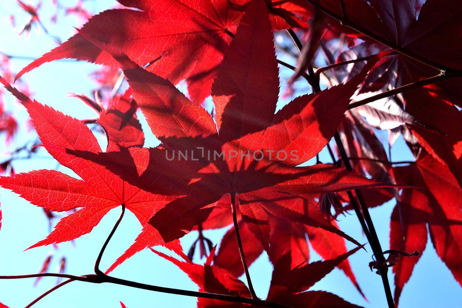 Closeup of the red leaves of a freshly sprouted Japanese acer palmatum, illuminated by the spring sun