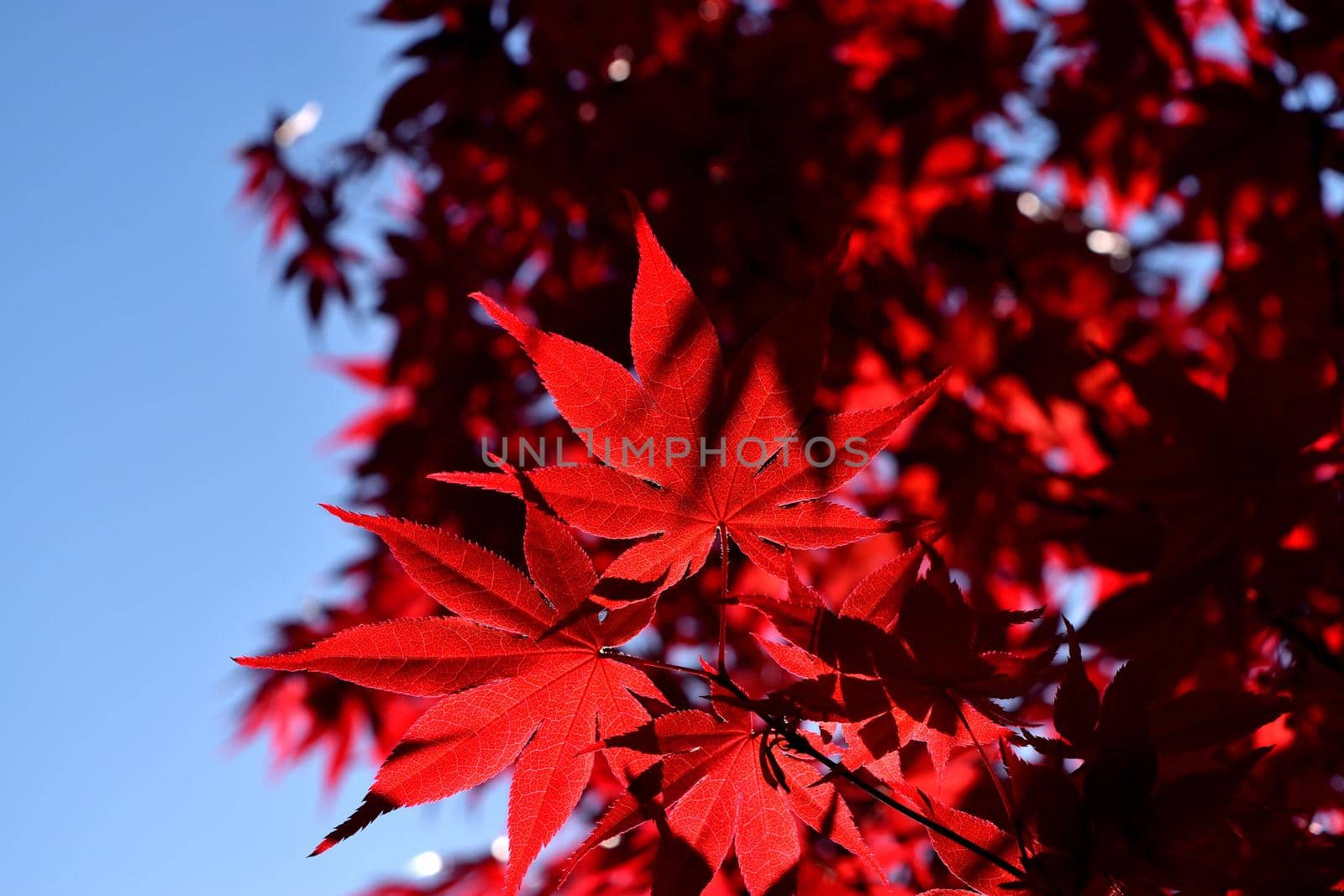 Closeup of the red leaves of a Japanese acer palmatum by silentstock639