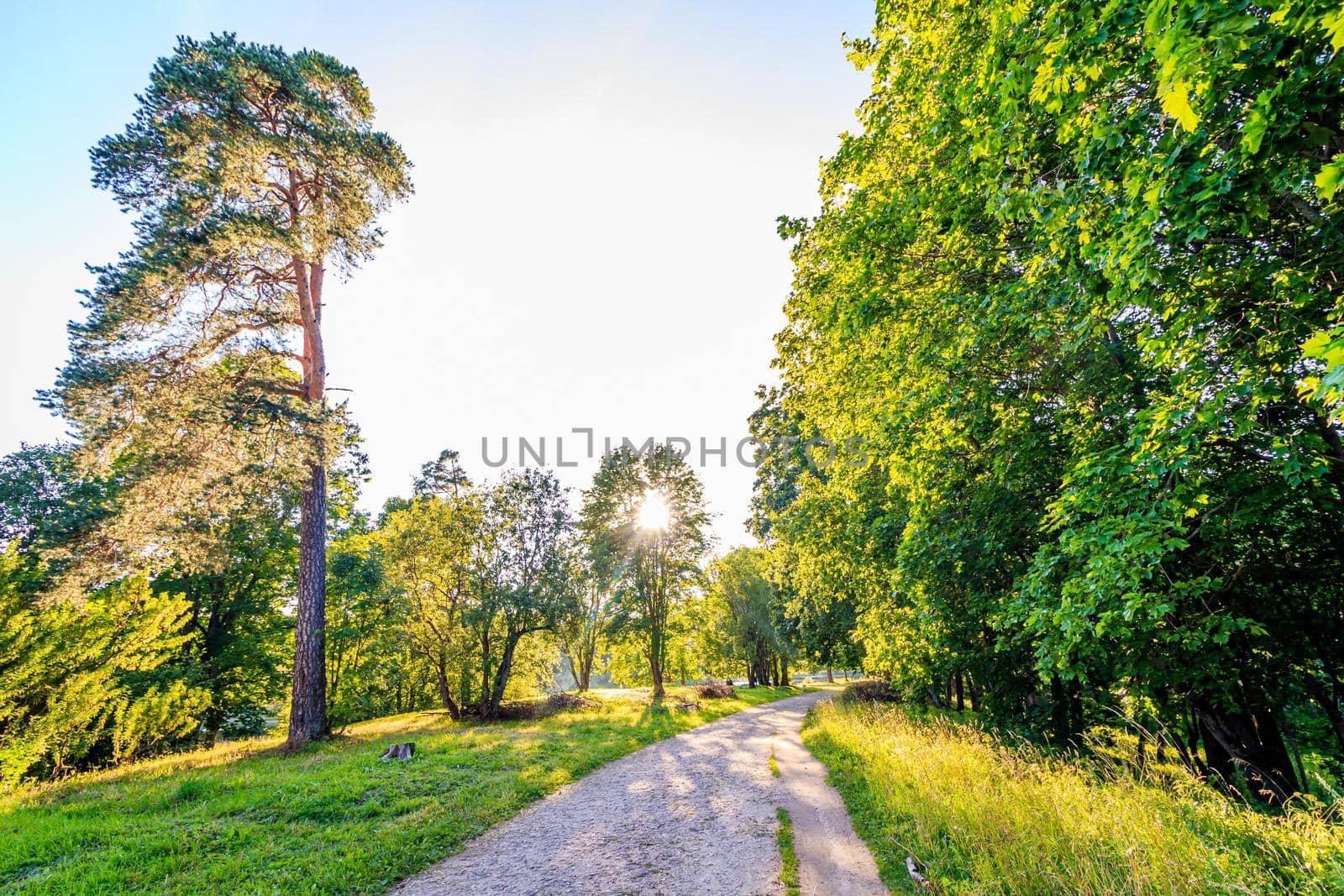 Green alley of the Park . City park. Tall green trees. Nature.