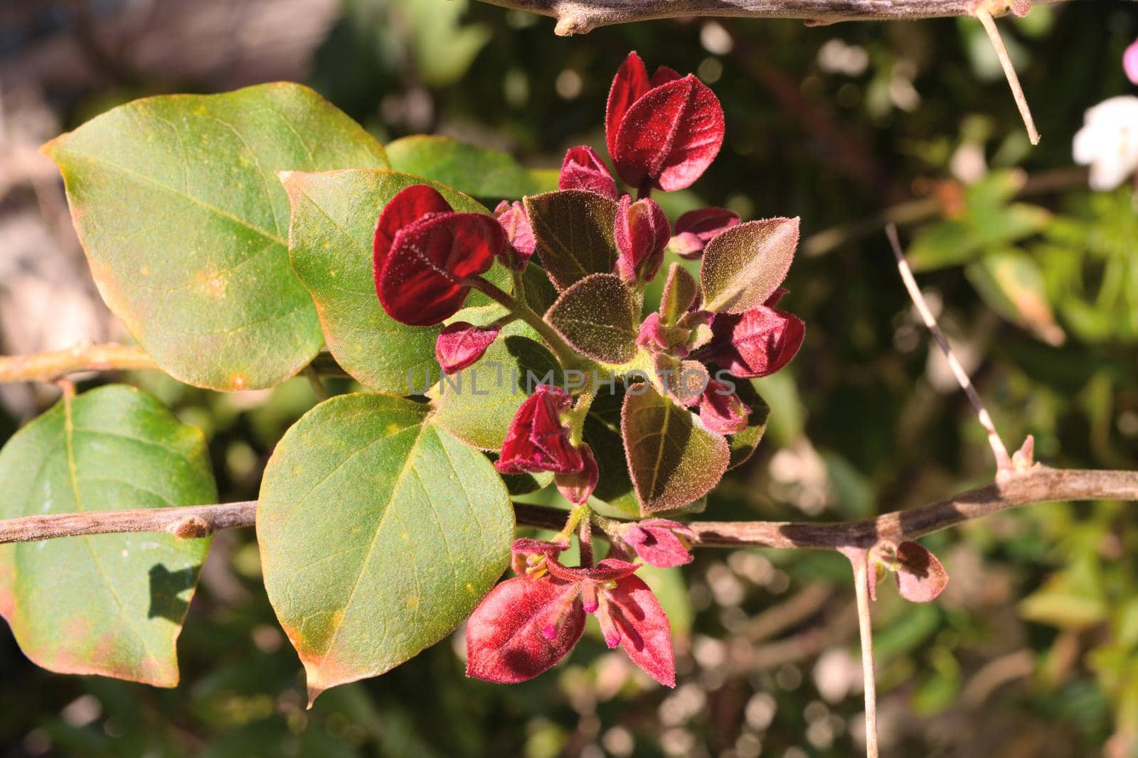 A closeup of freshly blossomed bougainvillea flowers by silentstock639