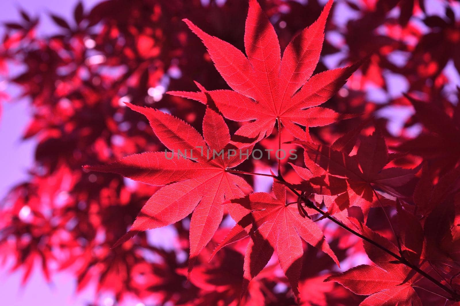 Closeup of the red leaves of a freshly sprouted Japanese acer palmatum, illuminated by the spring sun