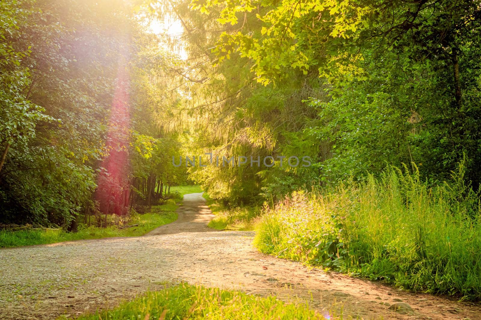 Green alley of the Park . City park. Tall green trees. Nature.