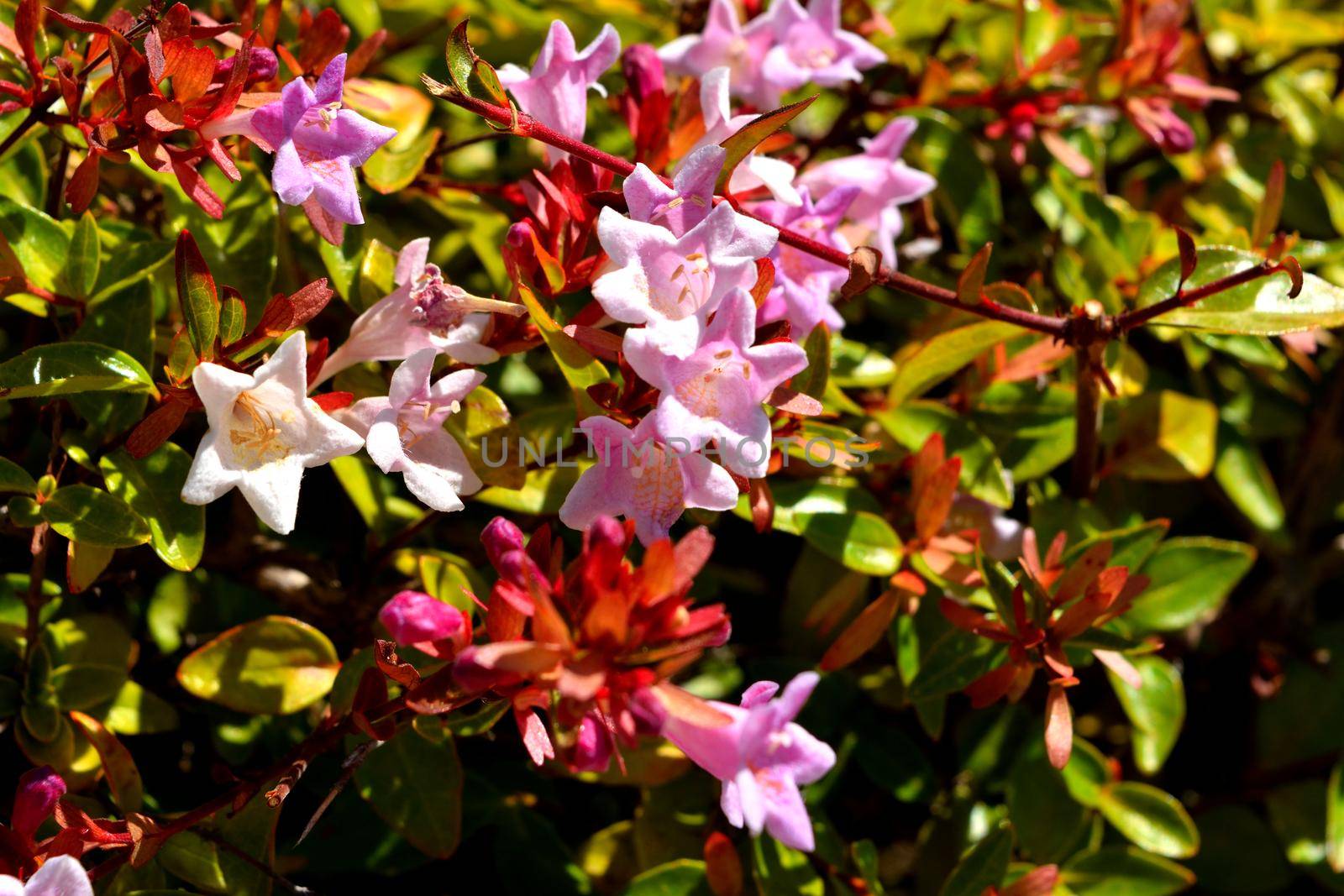 Closeup of a beautiful glossy abelia pink flowers by silentstock639
