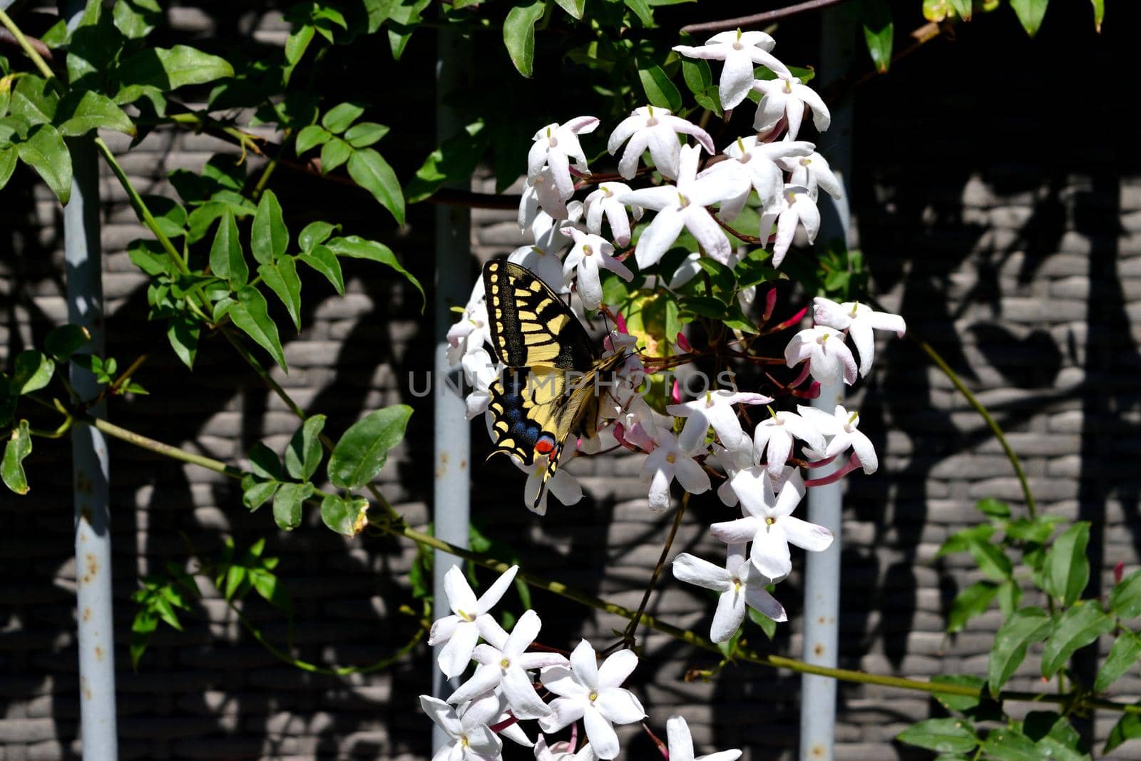 Closeup of a wonderful butterfly Papilio Machaon while feeding on nectar from jasmine flowers