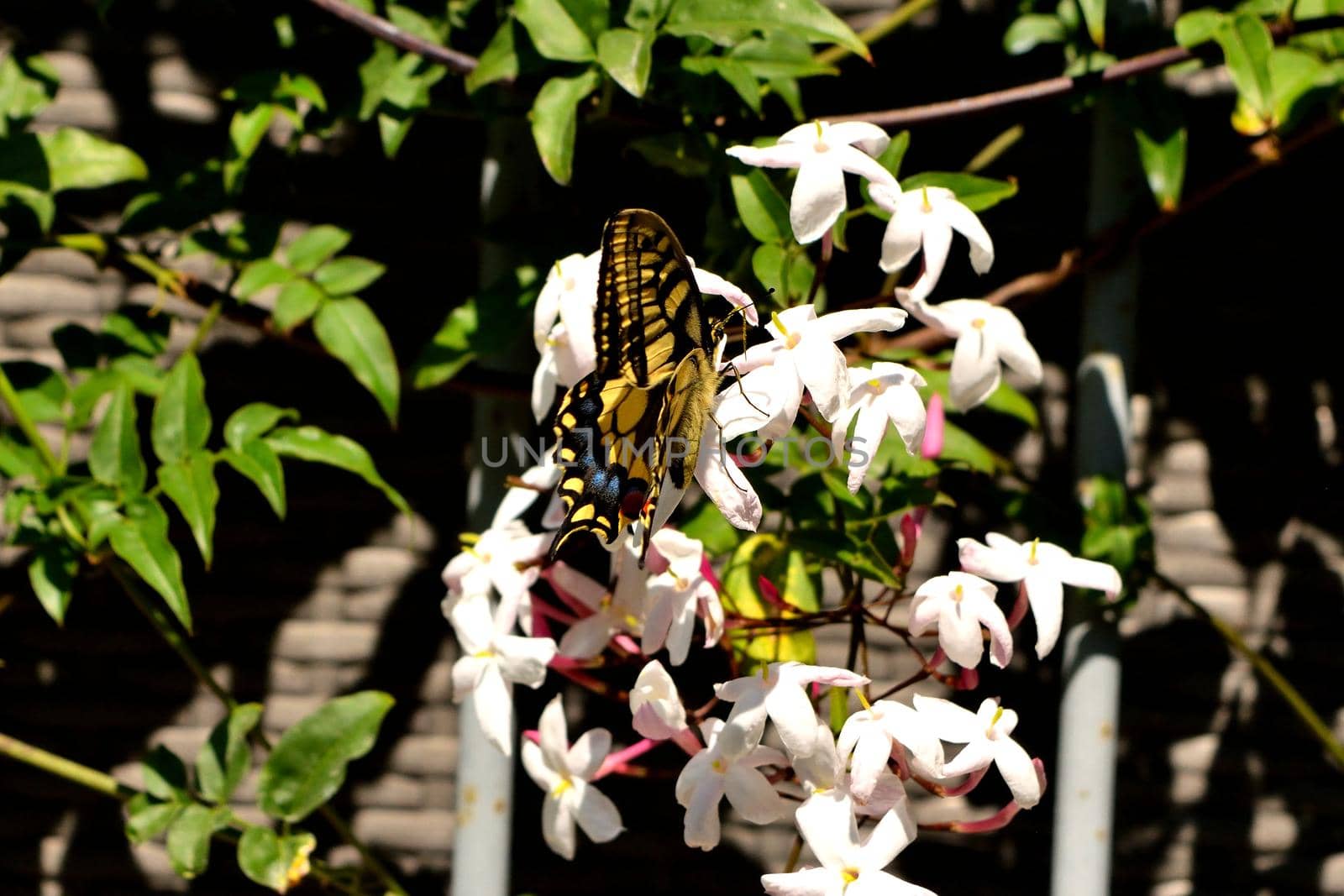 Closeup of a wonderful butterfly Papilio Machaon while feeding on nectar from jasmine flowers