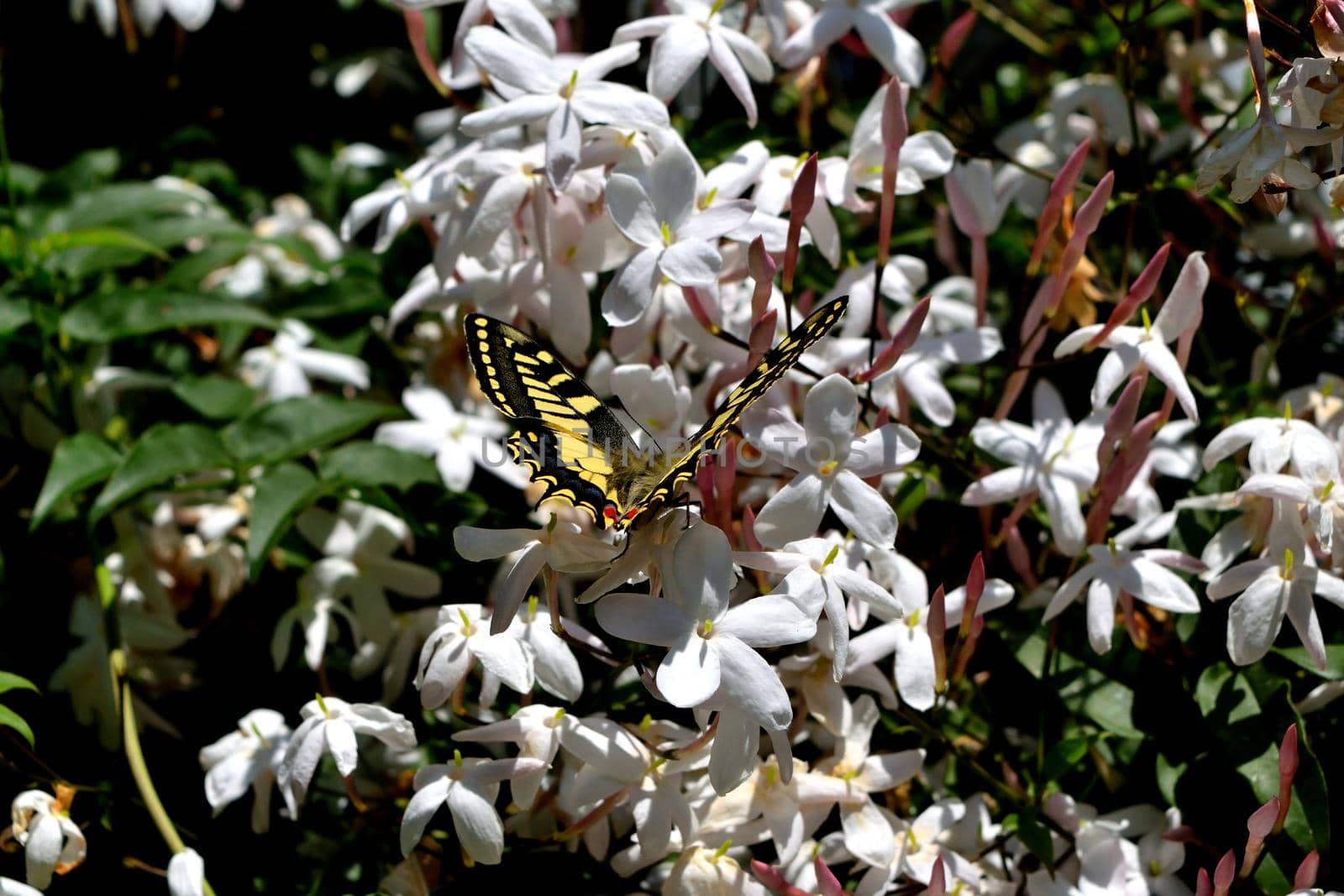 Closeup of a wonderful butterfly Papilio Machaon while feeding on nectar from jasmine flowers