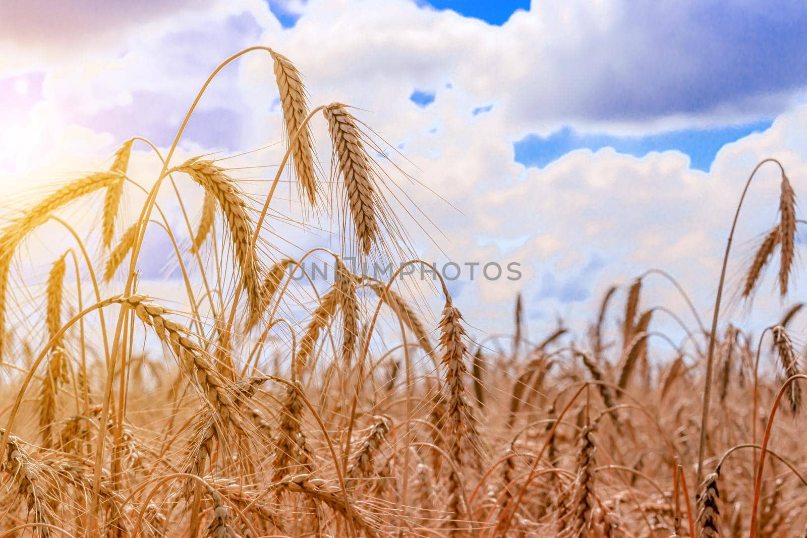 Field with wheat ears . The spikelets lowered their heads. The Mature crop. Harvest. Wheat. Advertising bread. Advertising kvass. Beautiful photo of wheat crops. Agricultural products.