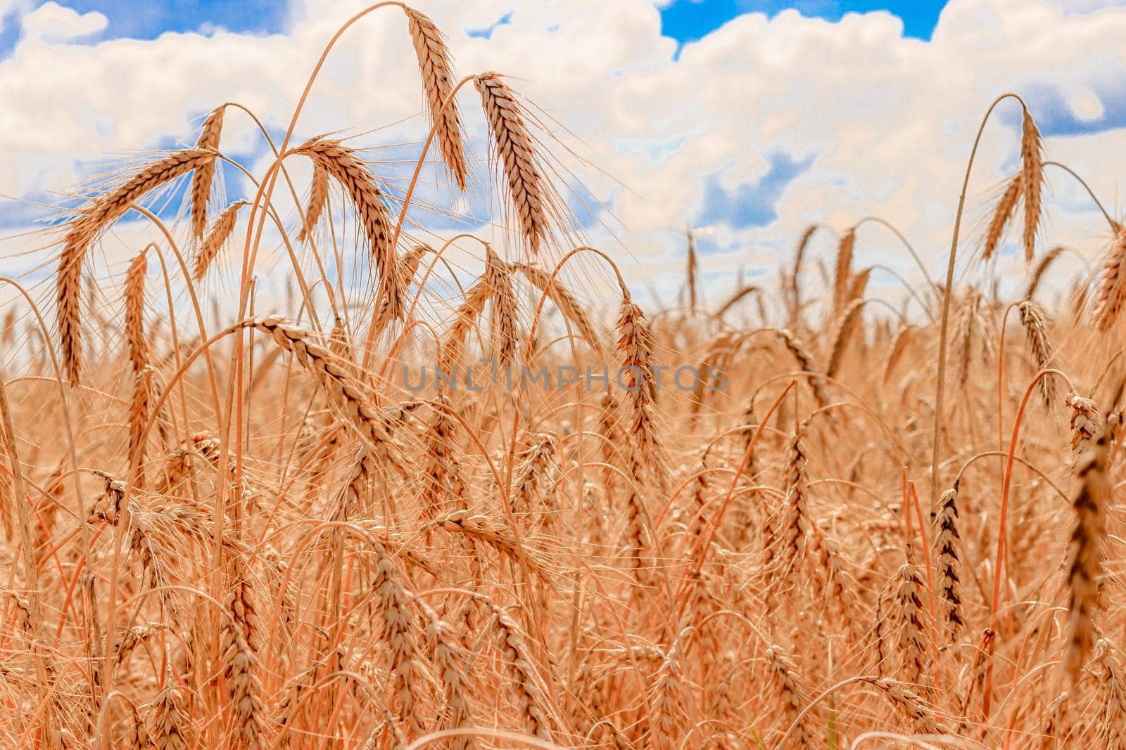 Field with wheat ears . The spikelets lowered their heads. The Mature crop. Harvest. Wheat. Advertising bread. Advertising kvass. Beautiful photo of wheat crops. Agricultural products.
