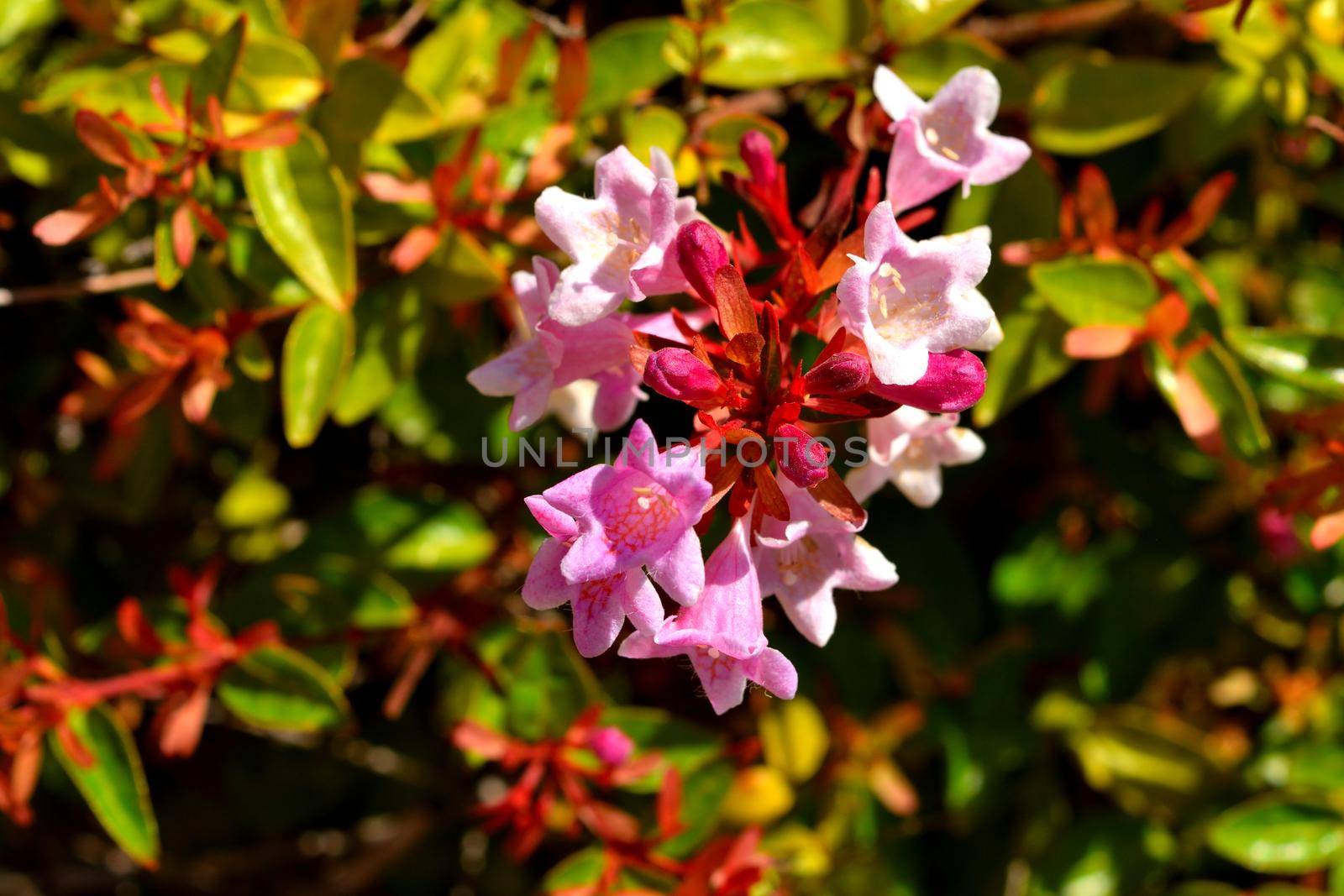 Closeup of a beautiful glossy abelia pink flowers by silentstock639