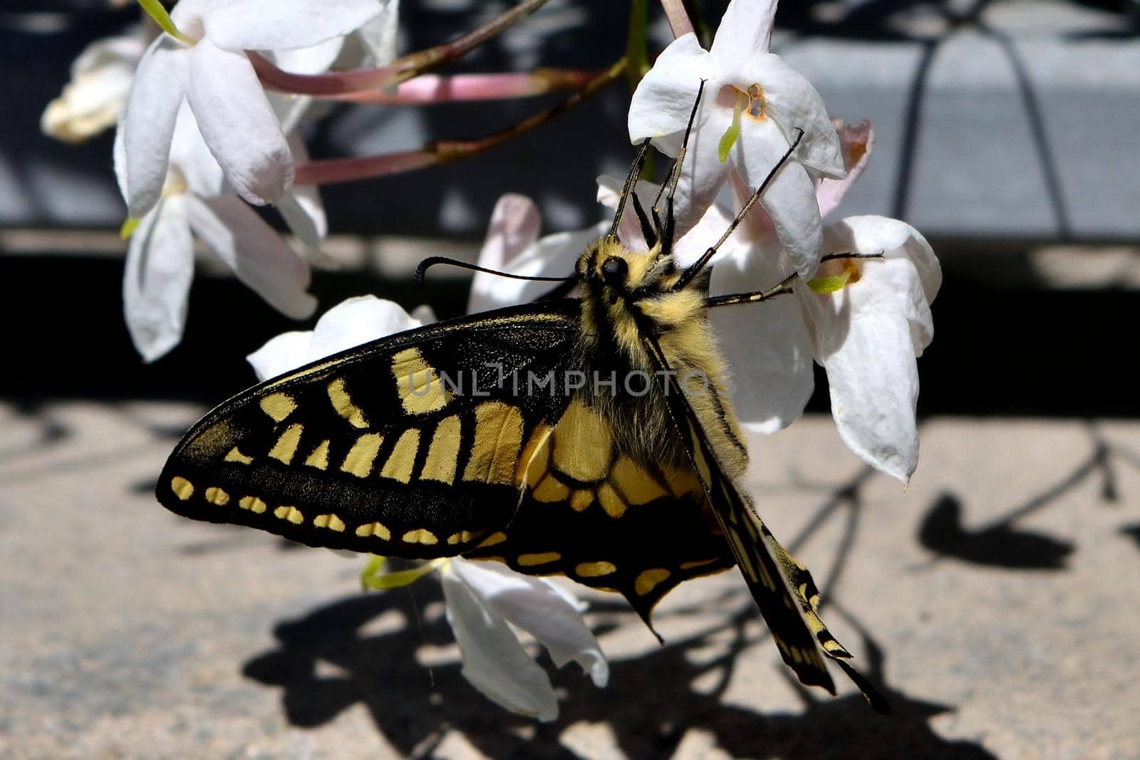 Closeup of a wonderful butterfly Papilio Machaon by silentstock639