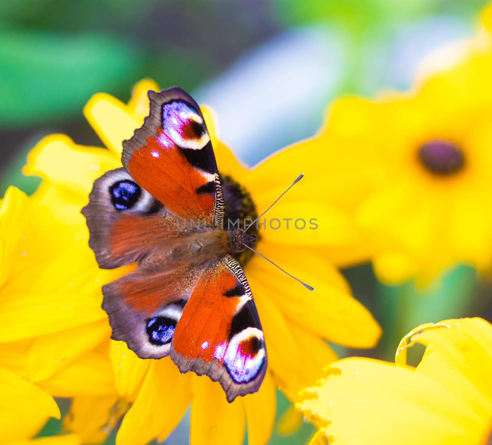The urticaria butterfly sits on a yellow flower . beautiful butterfly. Insect . Insect on a flower. Butterfly on a flower. Design of printed products
