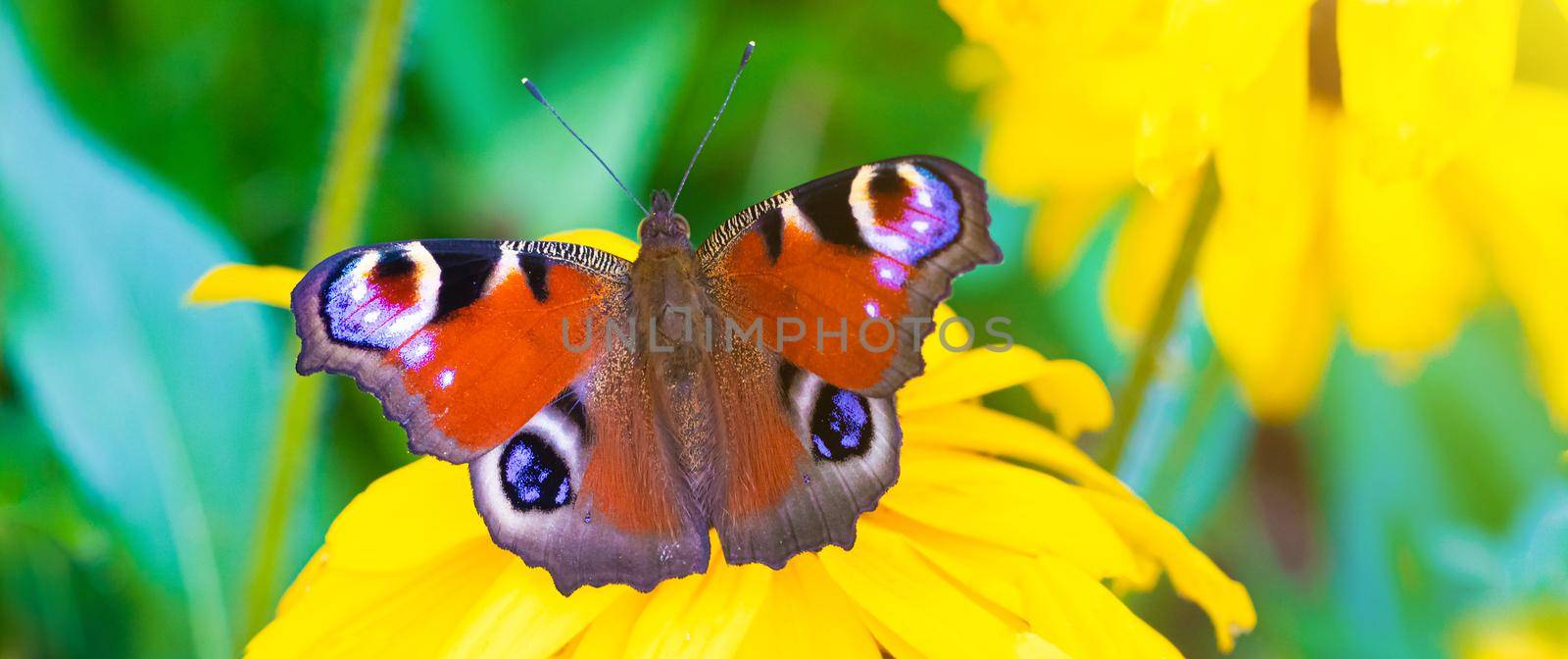 The urticaria butterfly sits on a yellow flower . beautiful butterfly. Insect . Insect on a flower. Butterfly on a flower. Design of printed products