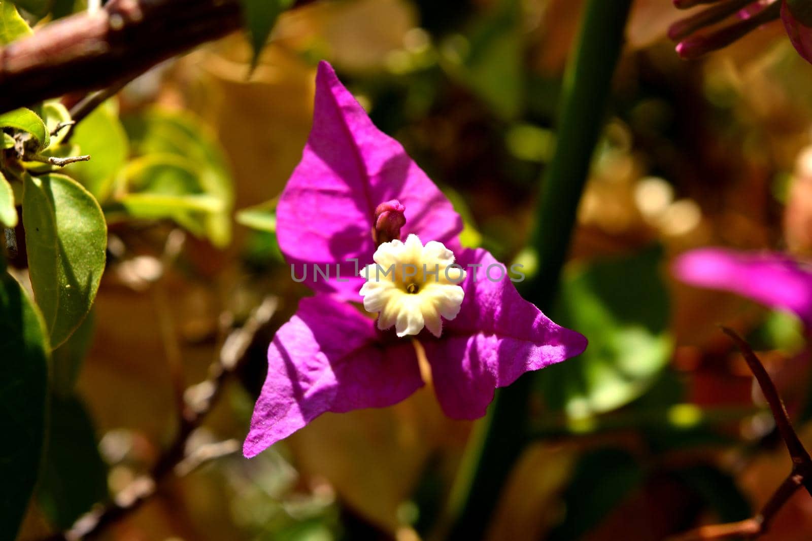Closeup of a beautiful bougainvillea purple flower by silentstock639