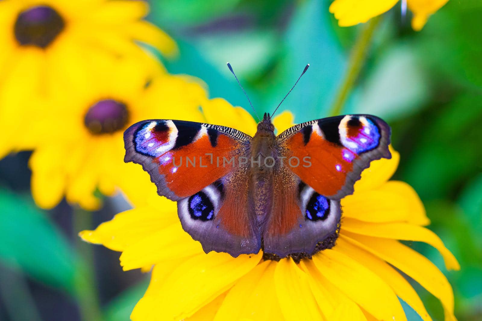 The urticaria butterfly sits on a yellow flower . beautiful butterfly. Insect . Insect on a flower. Butterfly on a flower. Design of printed products