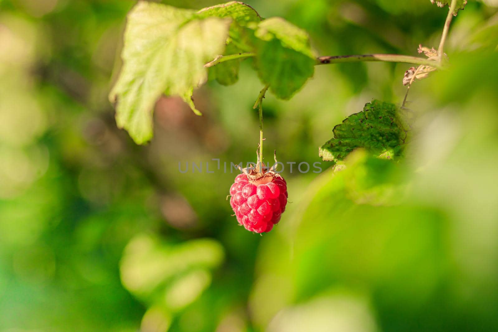 A raspberry berry hangs on a branch . Summer red berries. Sweet berry. Article about the raspberry variety. Article about caring for berries. Copy space
