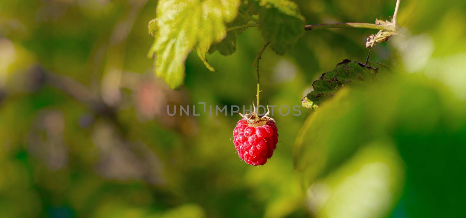 A raspberry berry hangs on a branch . Summer red berries. Sweet berry. Article about the raspberry variety. Article about caring for berries. Copy space