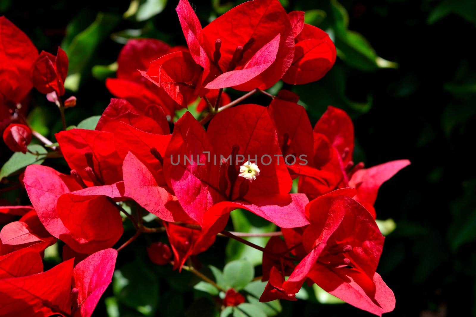 A closeup of freshly blossomed bougainvillea flowers by silentstock639
