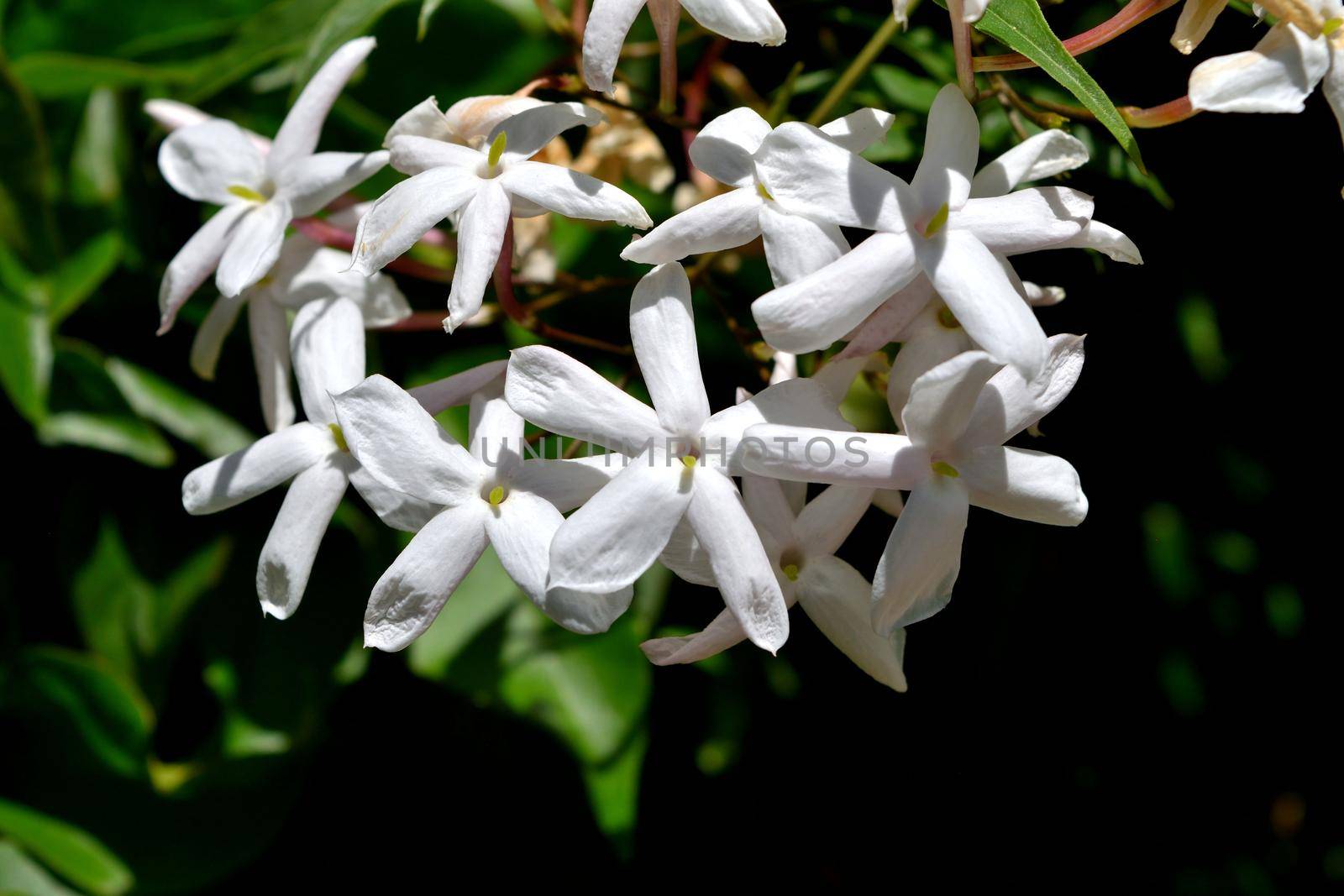 A closeup of freshly blossomed trachelospermum jasminoides flowers by silentstock639