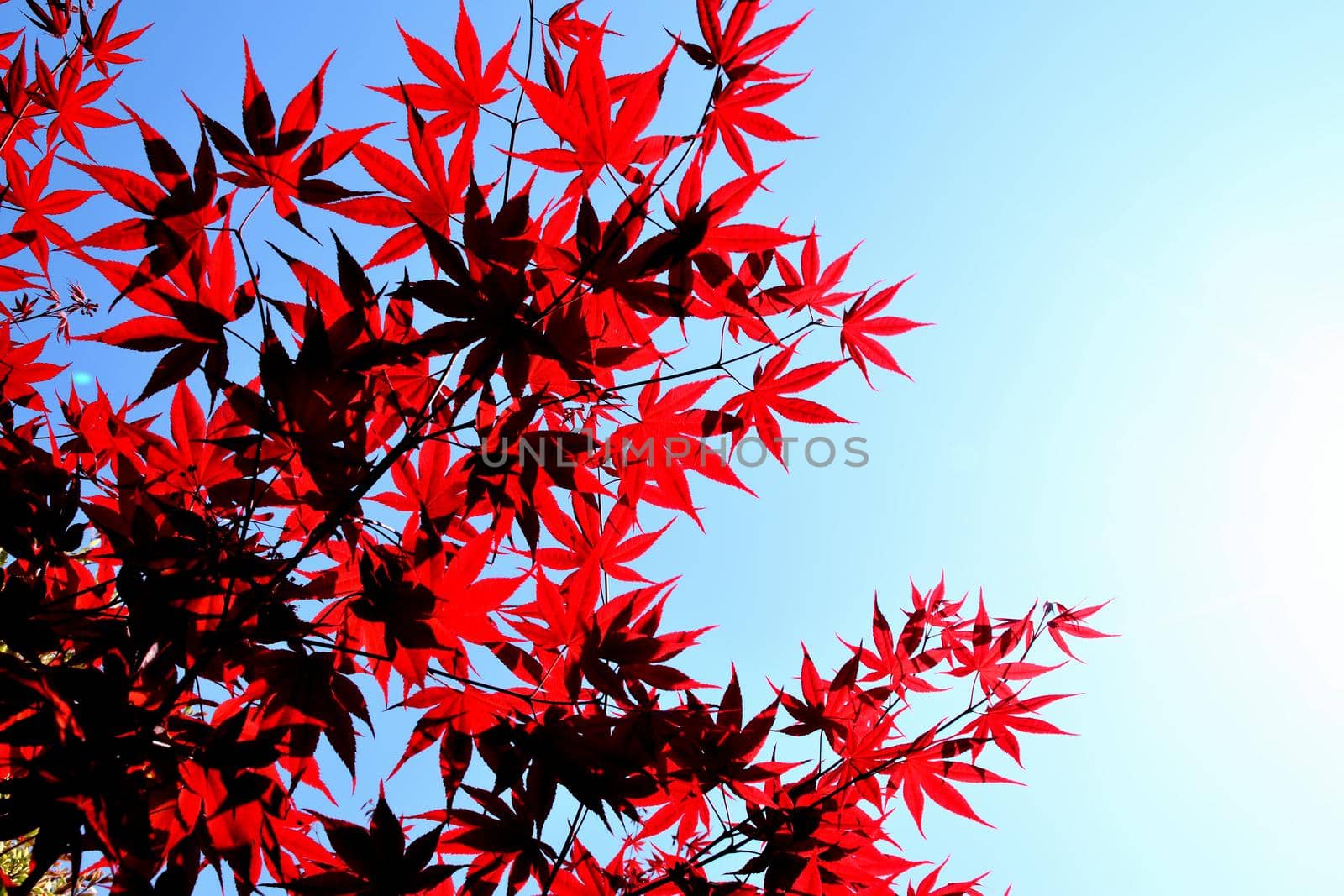 Closeup of the red leaves of a freshly sprouted Japanese acer palmatum, illuminated by the spring sun
