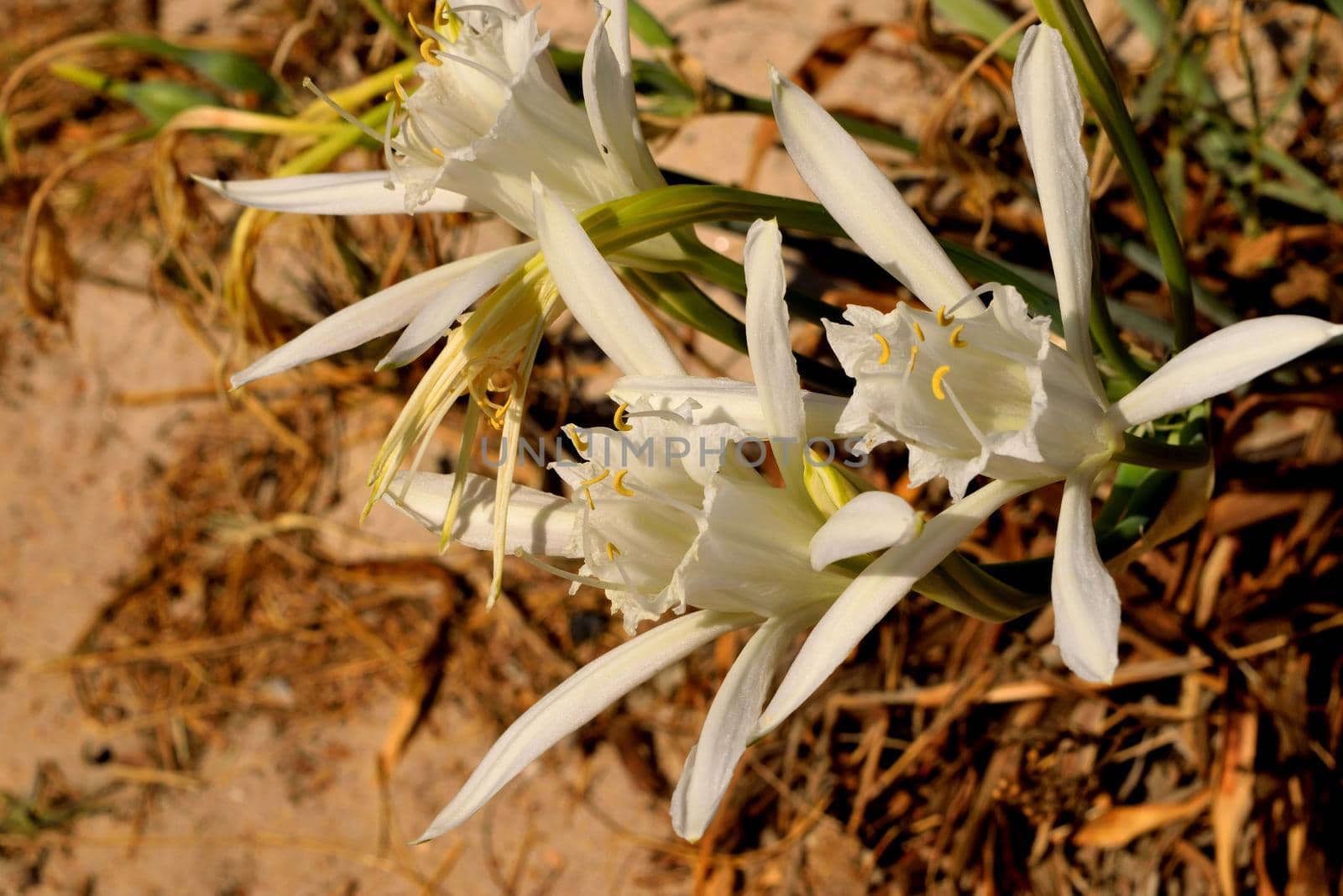 Closeup of a beautiful Pancratium Maritimum white flowers by silentstock639