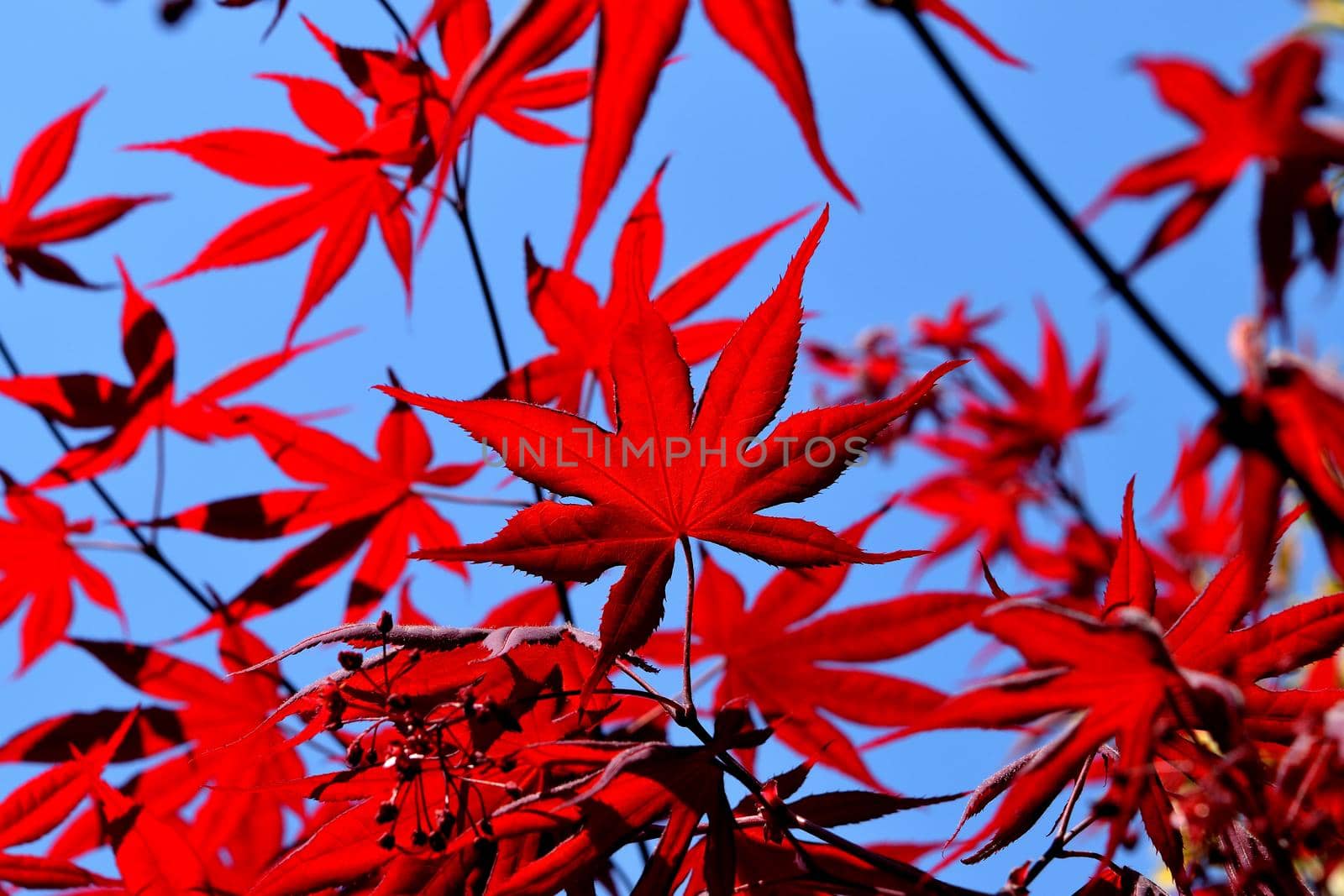 Closeup of the red leaves of a Japanese acer palmatum by silentstock639