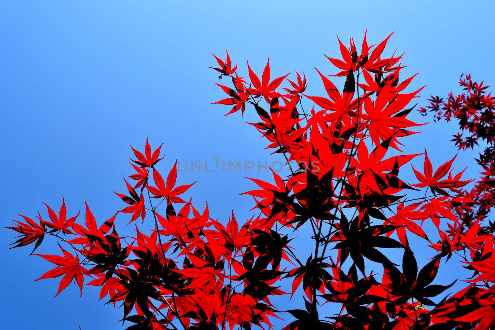 Closeup of the red leaves of a Japanese acer palmatum by silentstock639