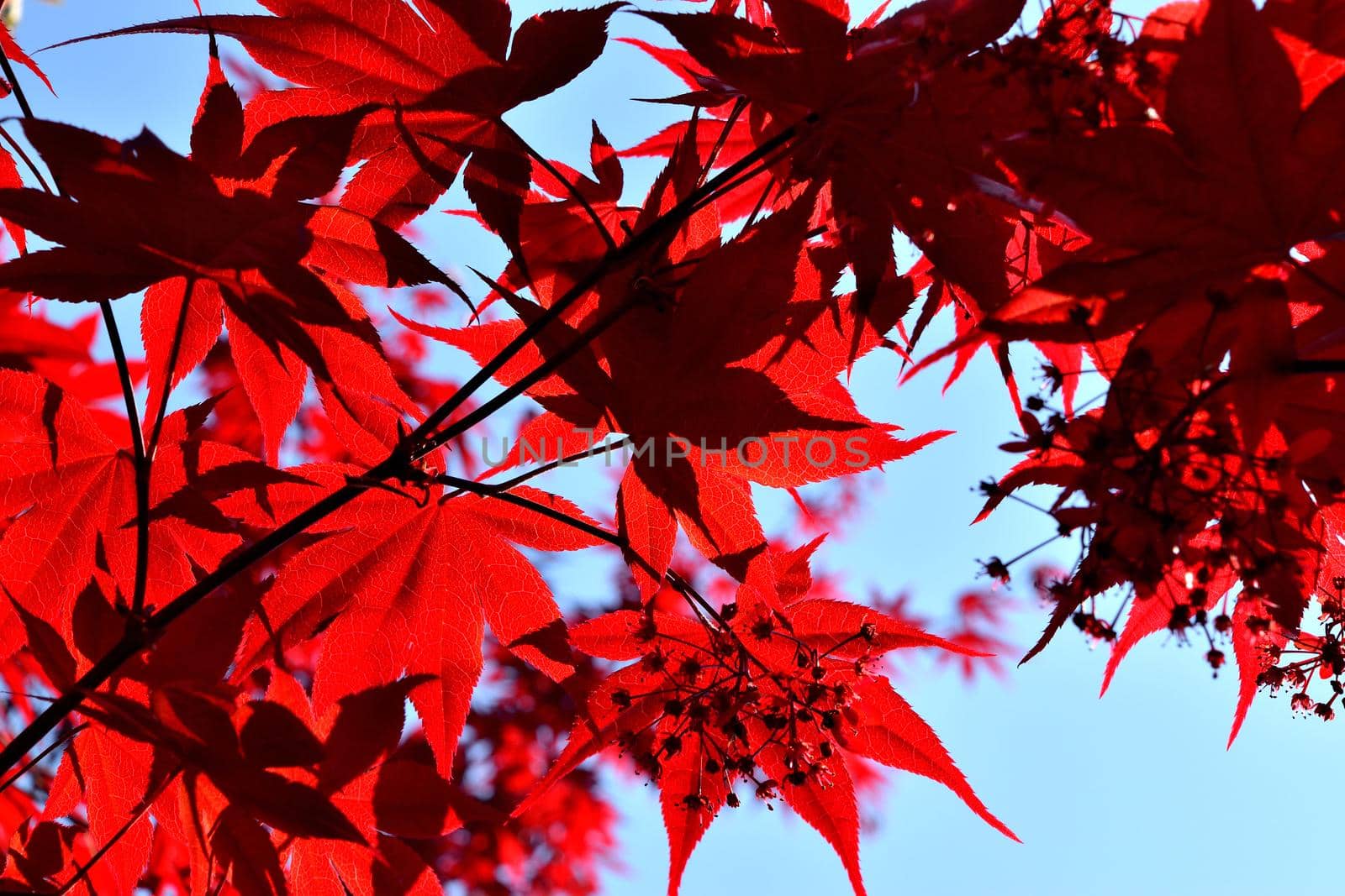 Closeup of the red leaves of a freshly sprouted Japanese acer palmatum, illuminated by the spring sun