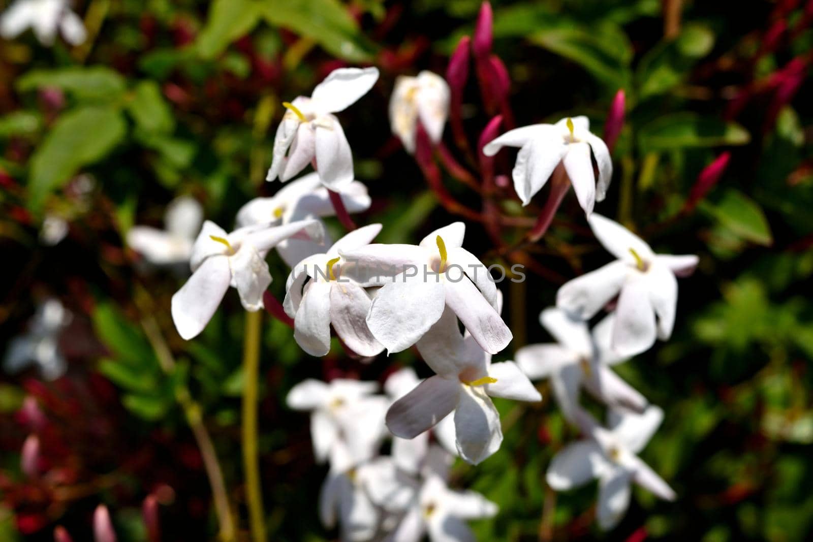 Closeup of beautiful freshly blooming jasmine flowers by silentstock639