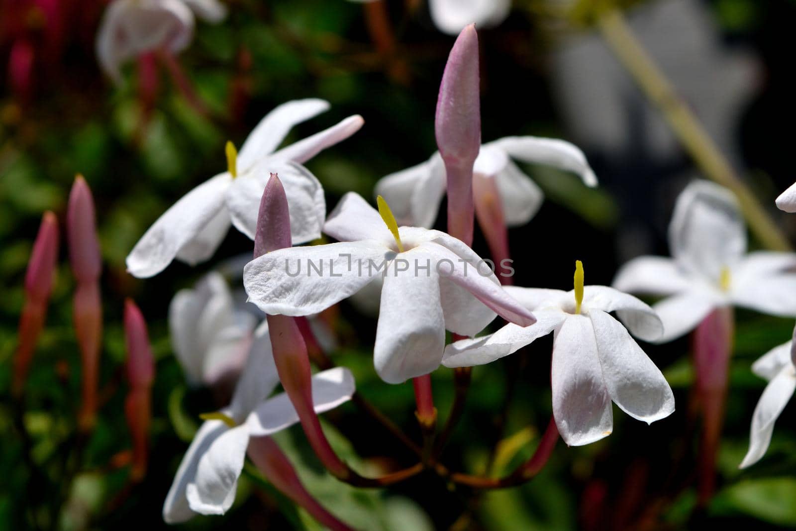 A closeup of beautiful freshly blooming jasmine flowers