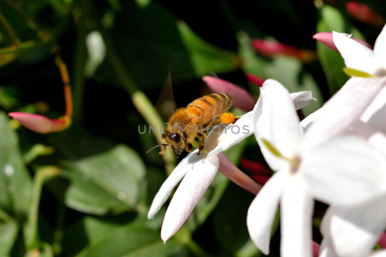 A bee sitting on a flower and feeds on nectar during spring