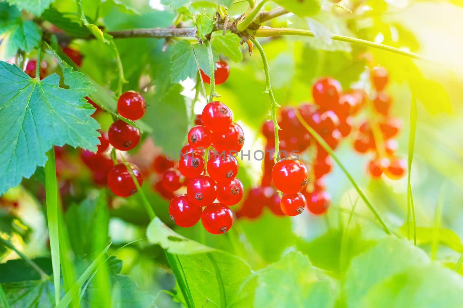A branch of red currant . Red berry. Harvest. Summer red berries . Without preservatives. A currant branch hangs over the greenery. Copy space