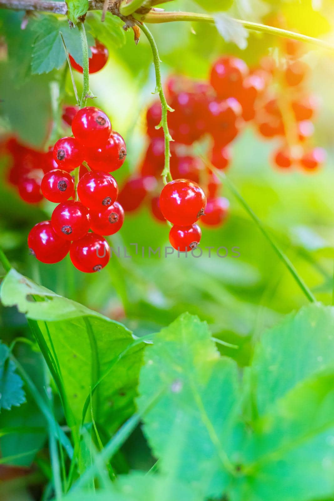 A branch of red currant . Red berry. Harvest. Summer red berries . Without preservatives. A currant branch hangs over the greenery. Copy space