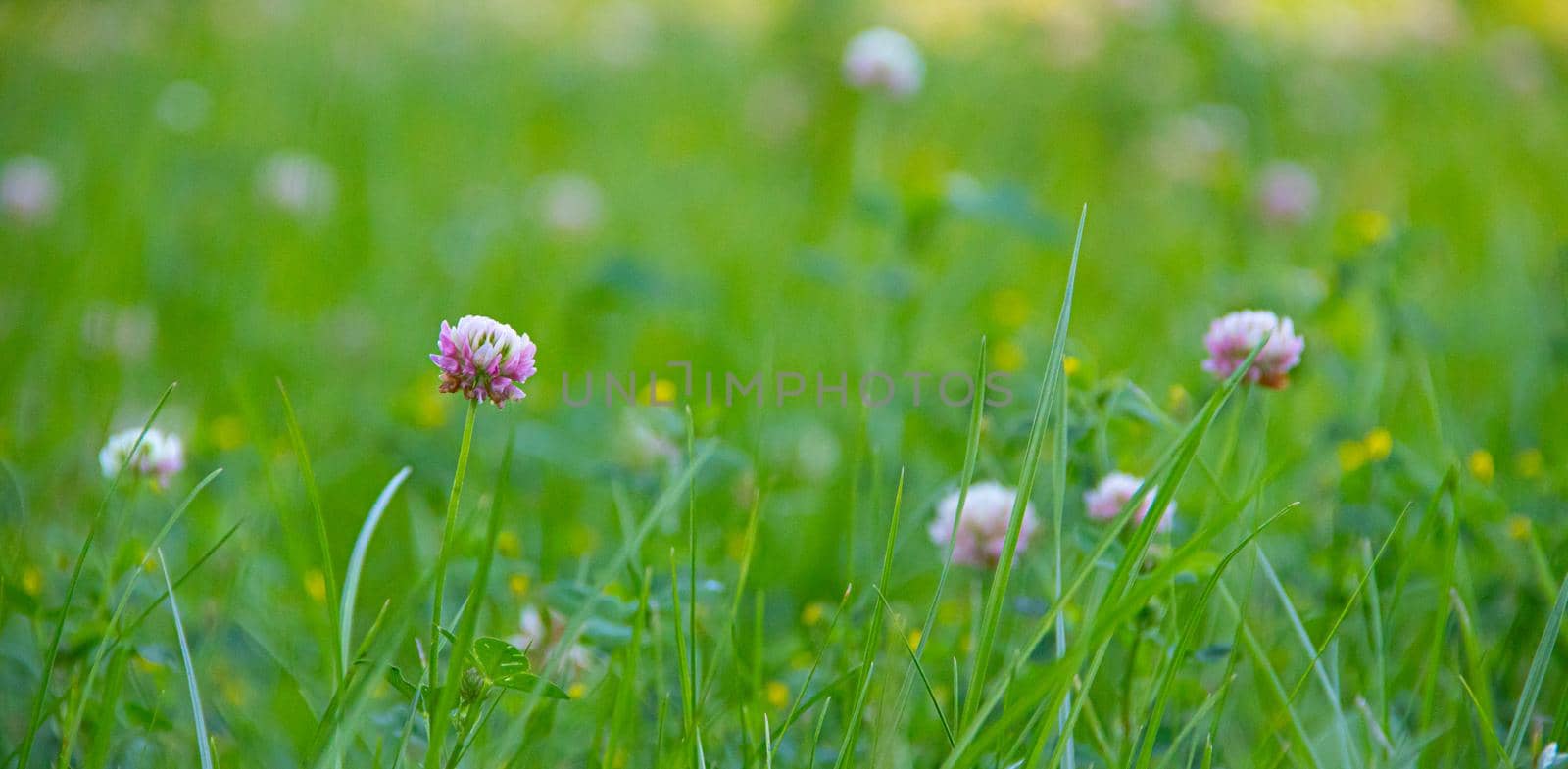 Flower background of clover in the grass. Beautiful photo of clover. Pink flower of a clover. Green grass background. Article about medicinal herbs. Herbal background with copy space . Green grass