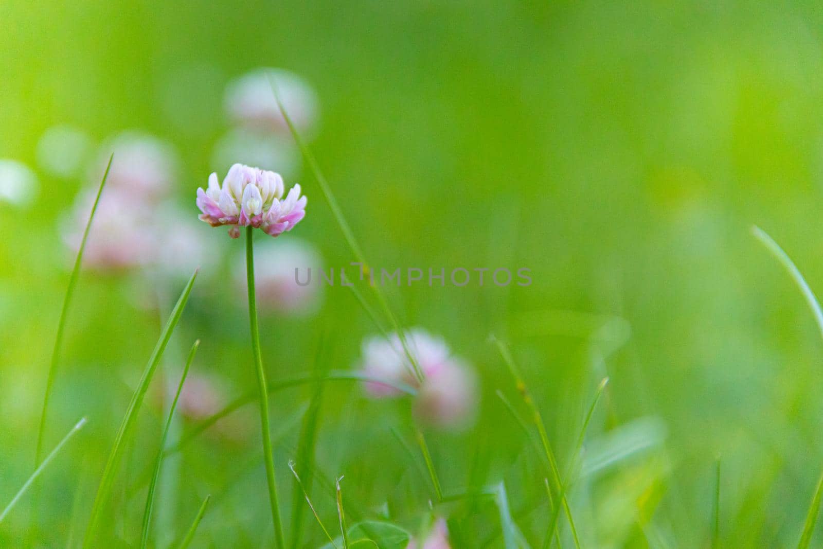 Flower background of clover in the grass. Beautiful photo of clover. Pink flower of a clover. Green grass background. Article about medicinal herbs. Herbal background with copy space . Green grass