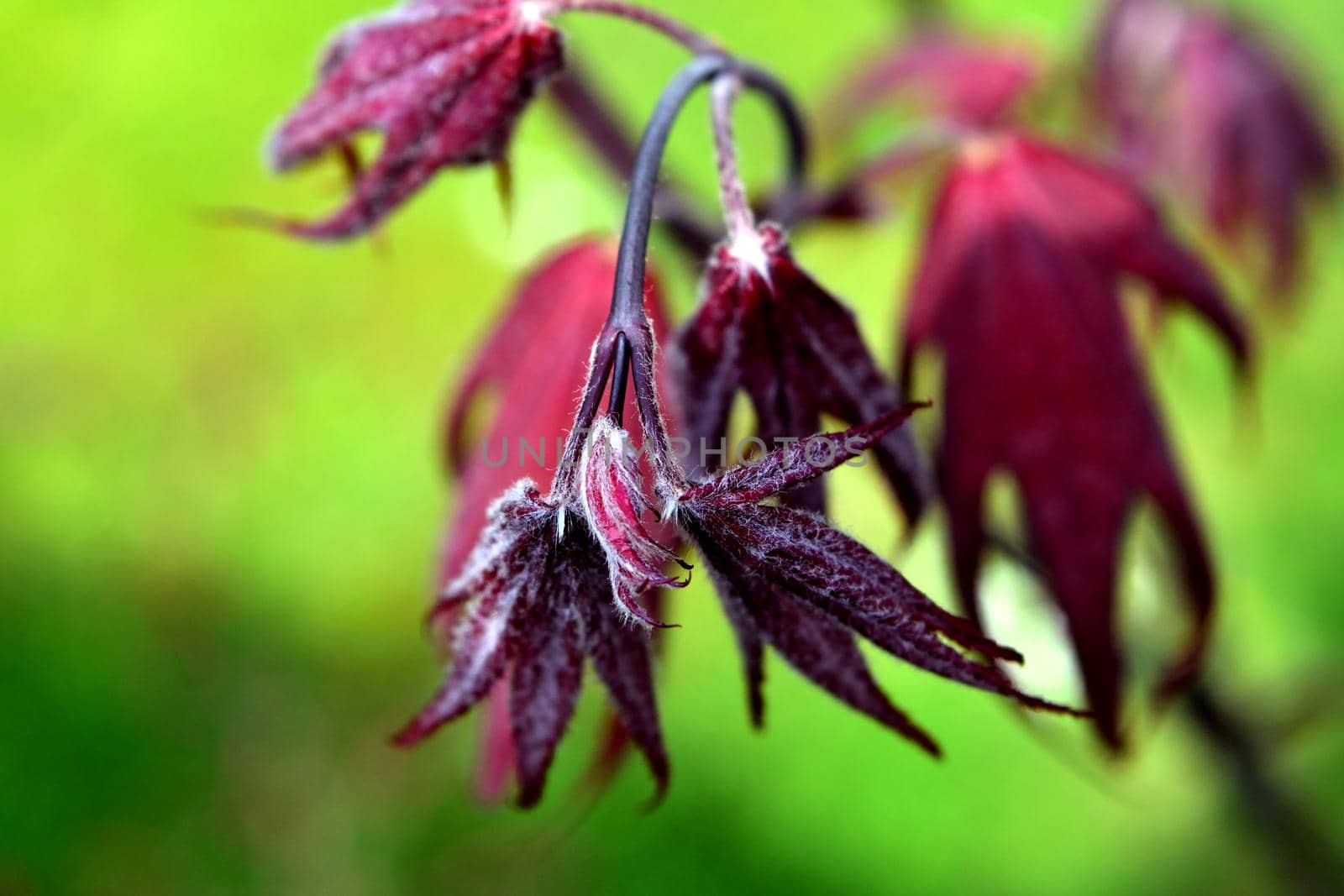 Closeup of the red leaves of a Japanese acer palmatum by silentstock639