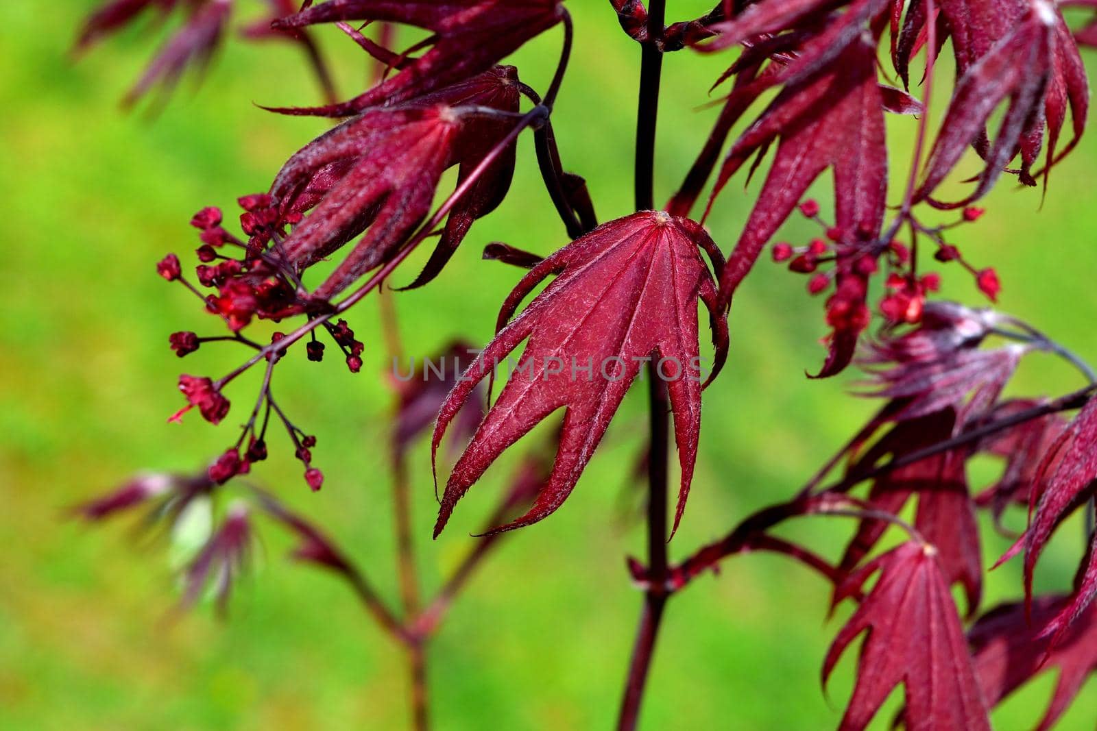 Closeup of the red leaves of a freshly sprouted Japanese acer palmatum