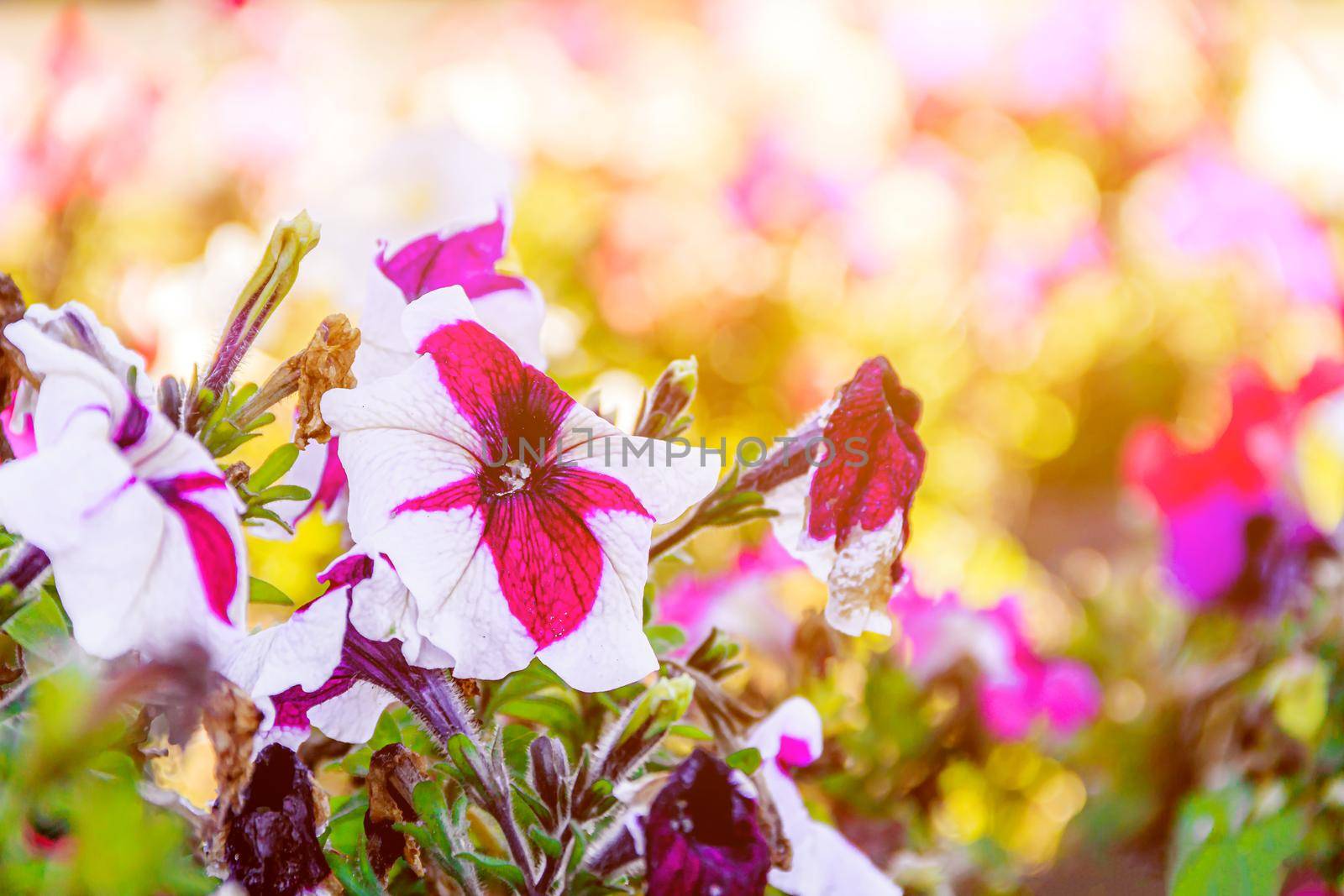 Street flower Petunia flower background. City decorations. Flowering. Photos for printed products. Article about petunias and their care. Flora
