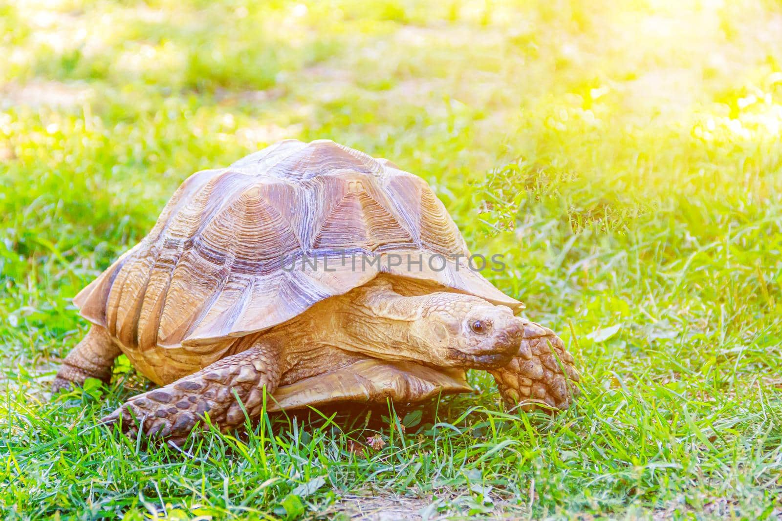 A large turtle crawls on the grass. Slow animal. An animal in the wild. Turtle on the grass. An animal in a shell. Nature. Article about turtles and their care. Wildlife.