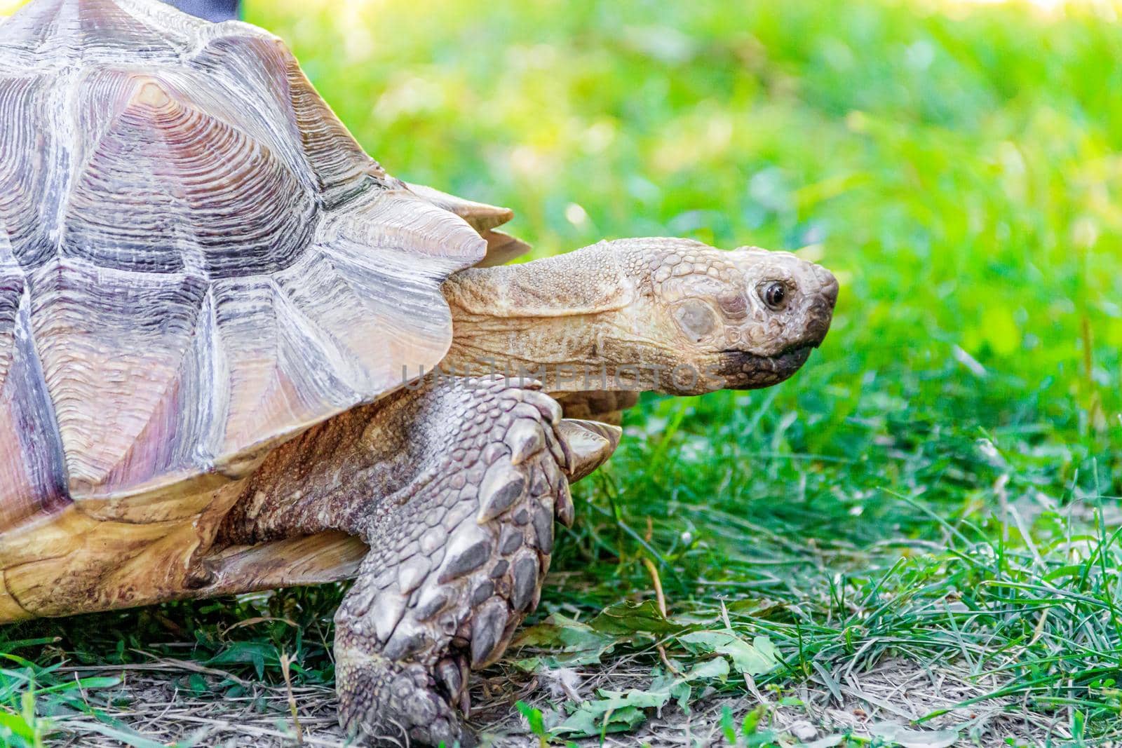 A large turtle crawls on the grass. Slow animal. An animal in the wild. Turtle on the grass. An animal in a shell. Nature. Article about turtles and their care. Wildlife.