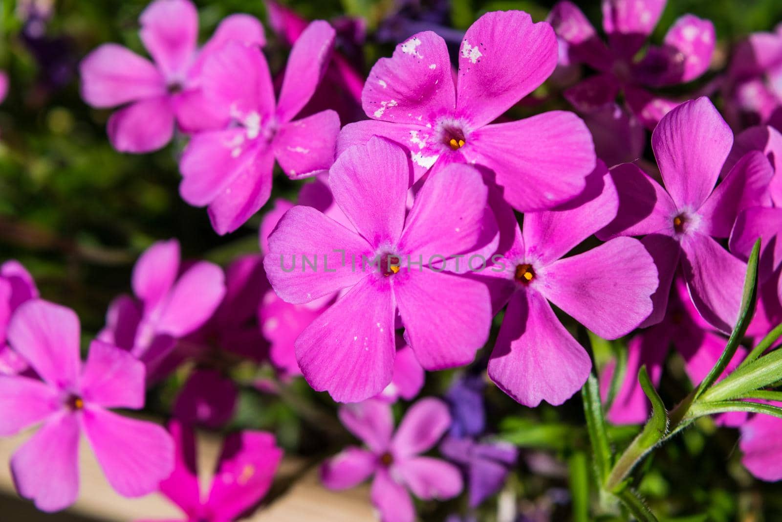 Close-up of a wonderful plant of Phlox paniculata by silentstock639